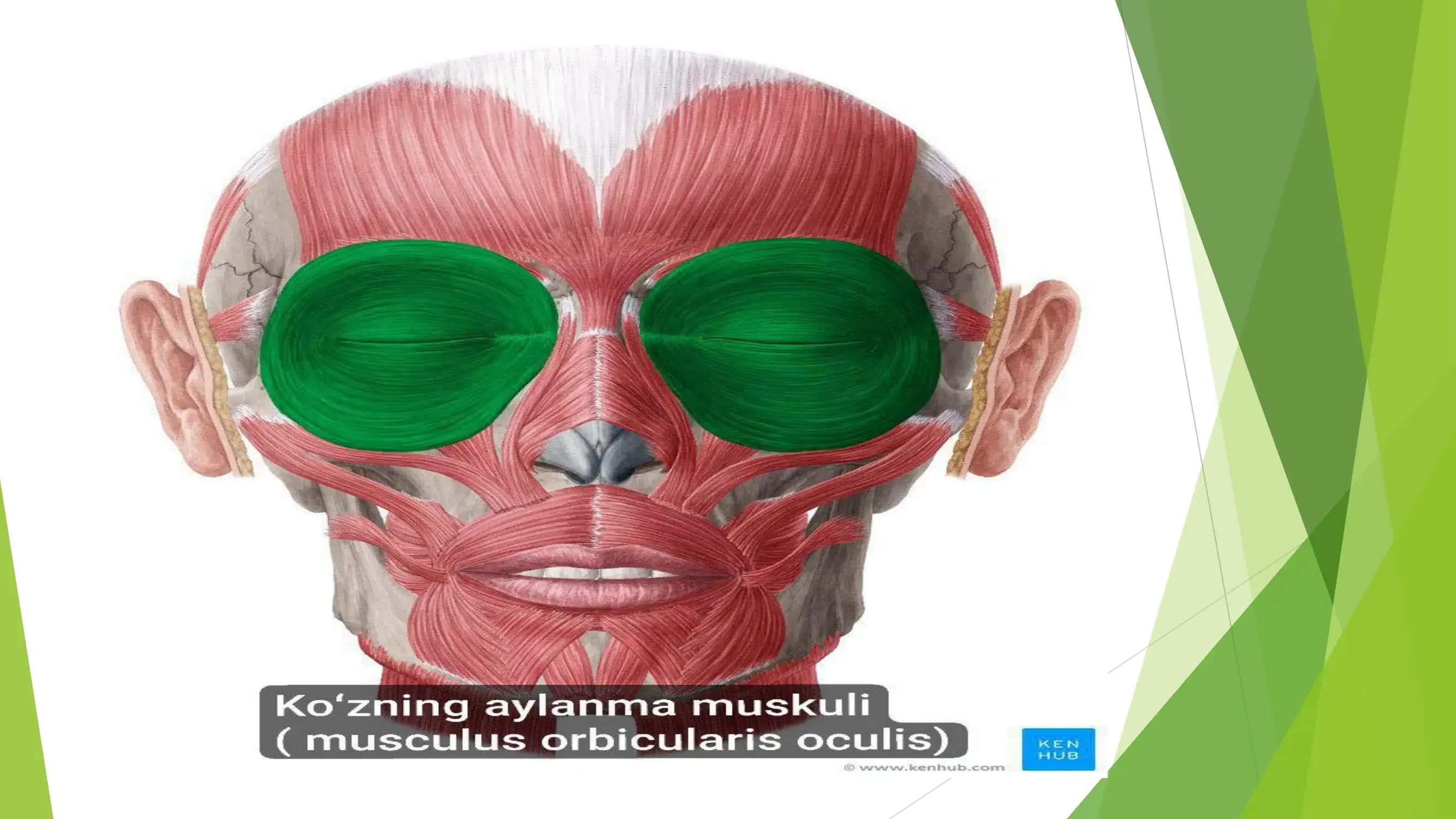 Bo’yin va bosh muskullari 2
