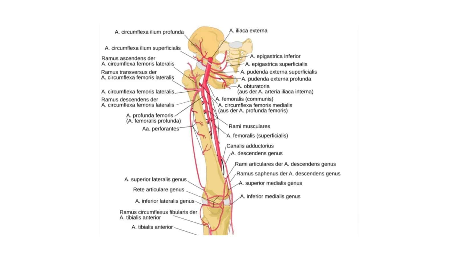 Oyoq Arteriyalari anatomiyasi 2