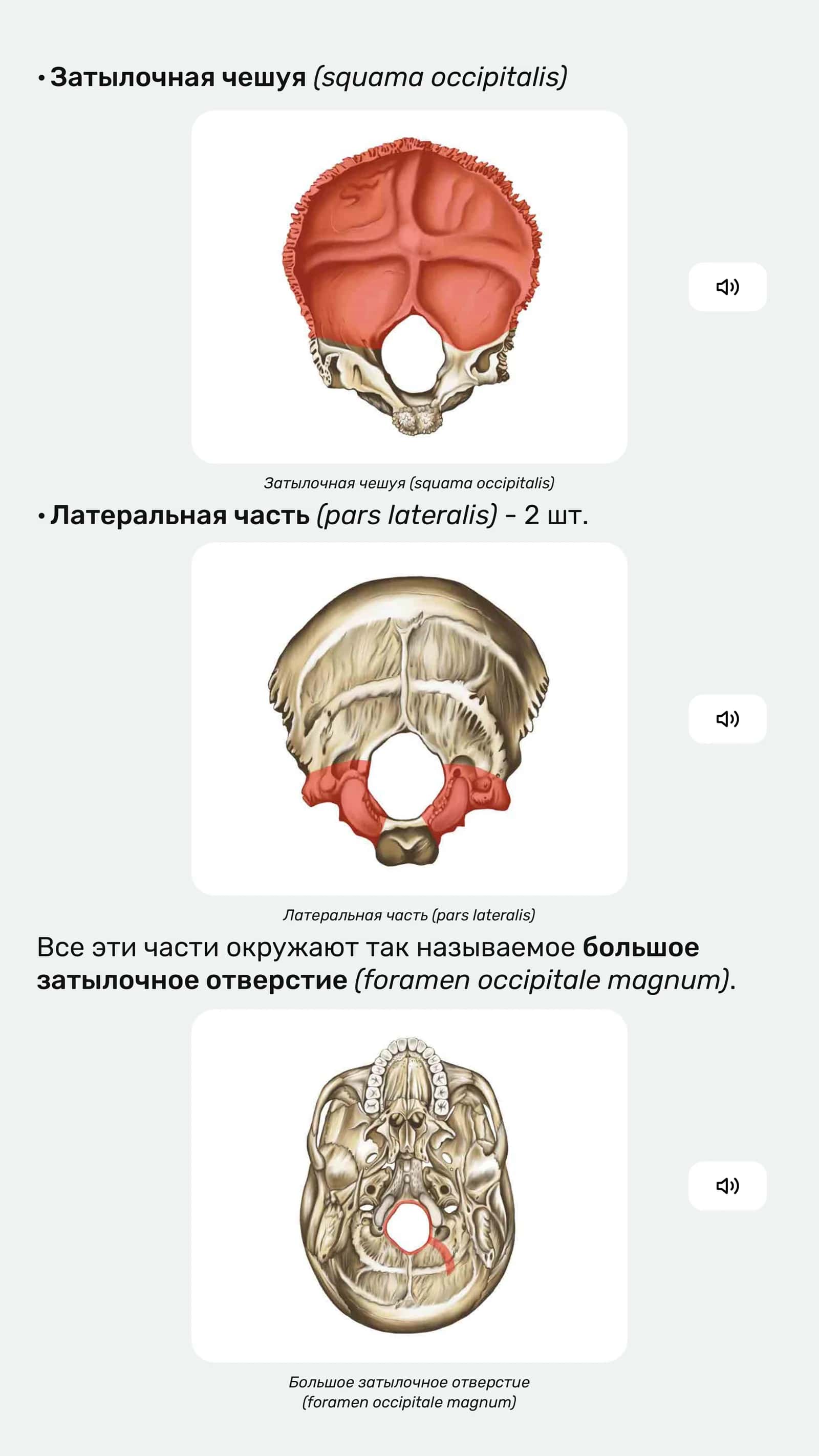 Анатомия затылочной кости 2