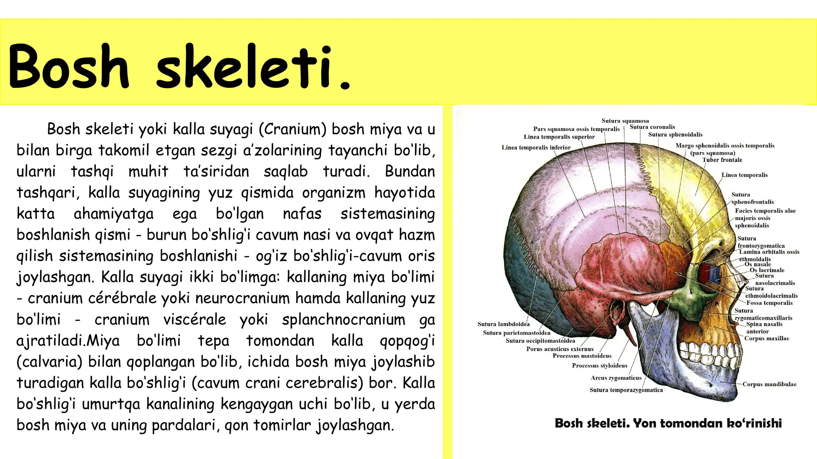 Bosh skeleti 2