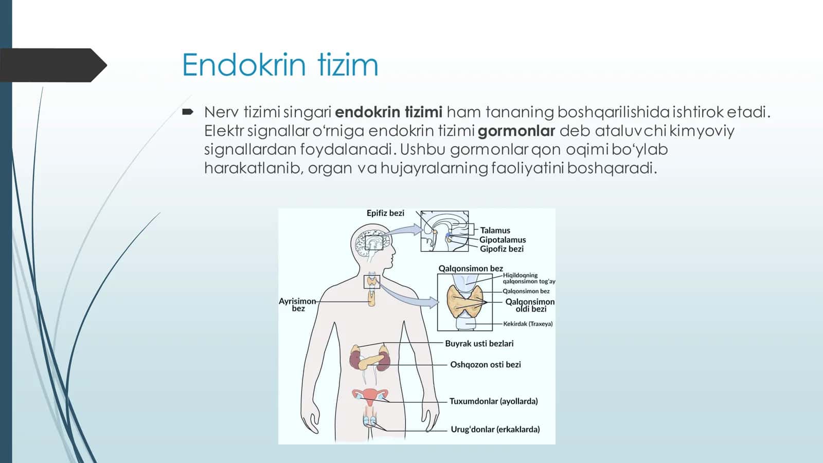 Endokrin va nerv tizimining aloqasi 2