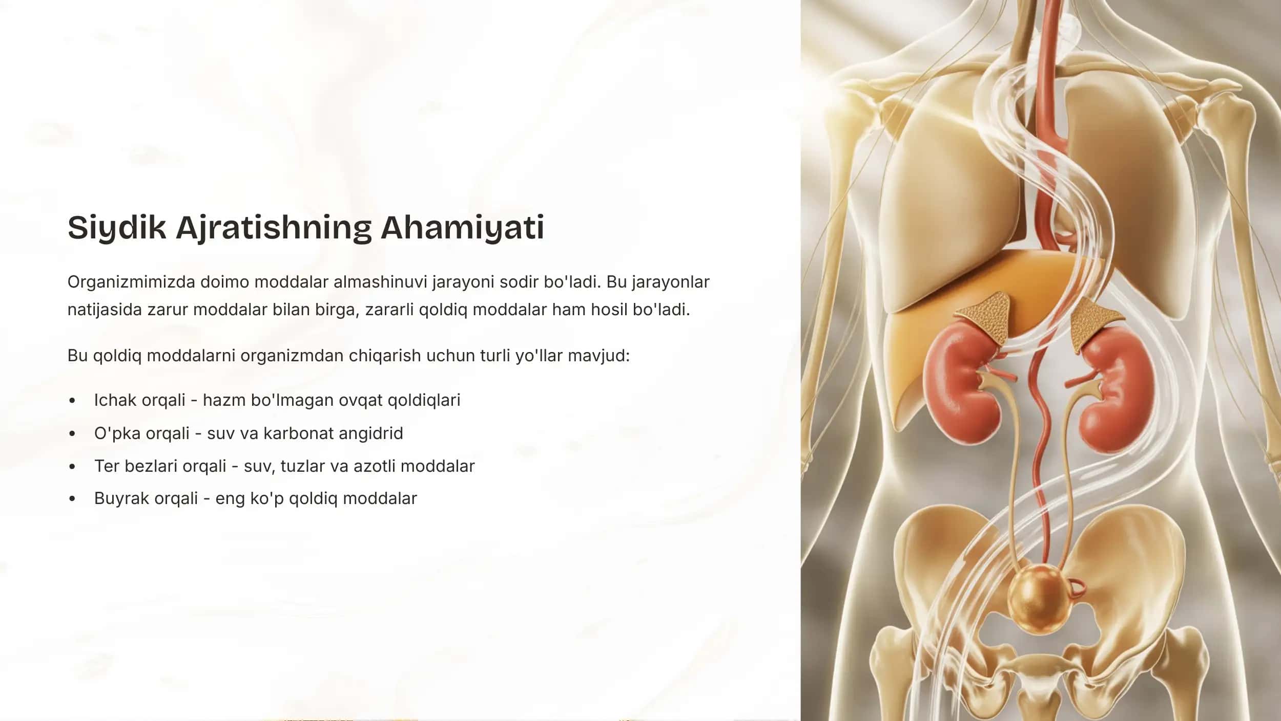 Siydik Ajratish Organlarining Tuzilishi 2