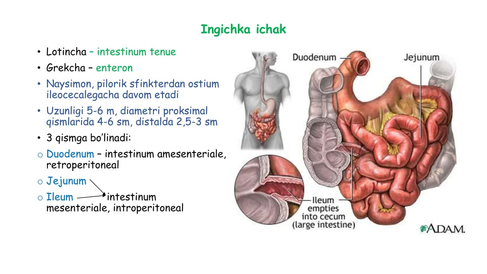 Ingichka ichak 2