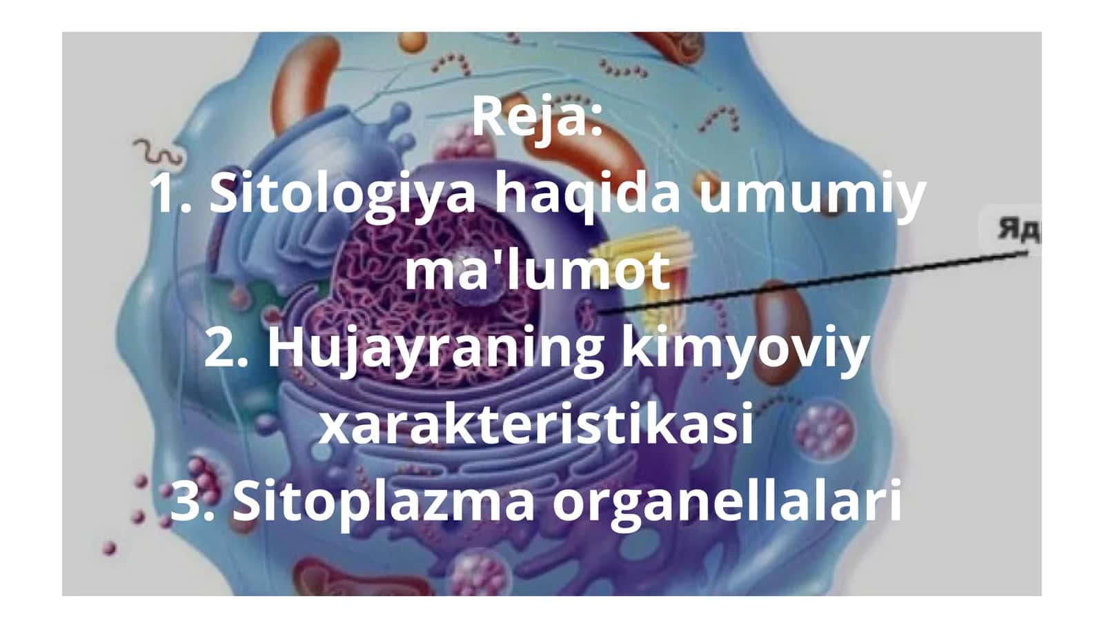 Sitologiya hujayra organoidlari 2