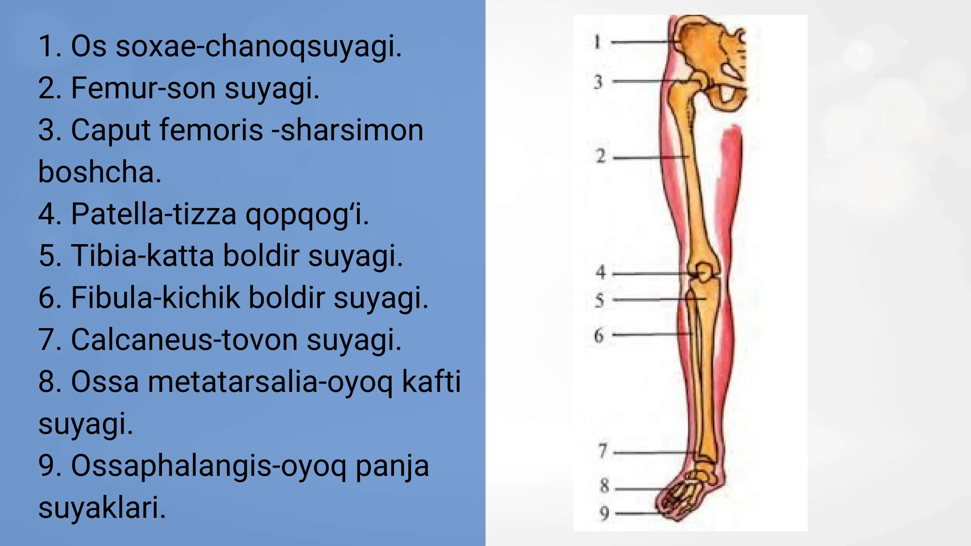 OYOQ KAMARI (Foot Anatomy) 2