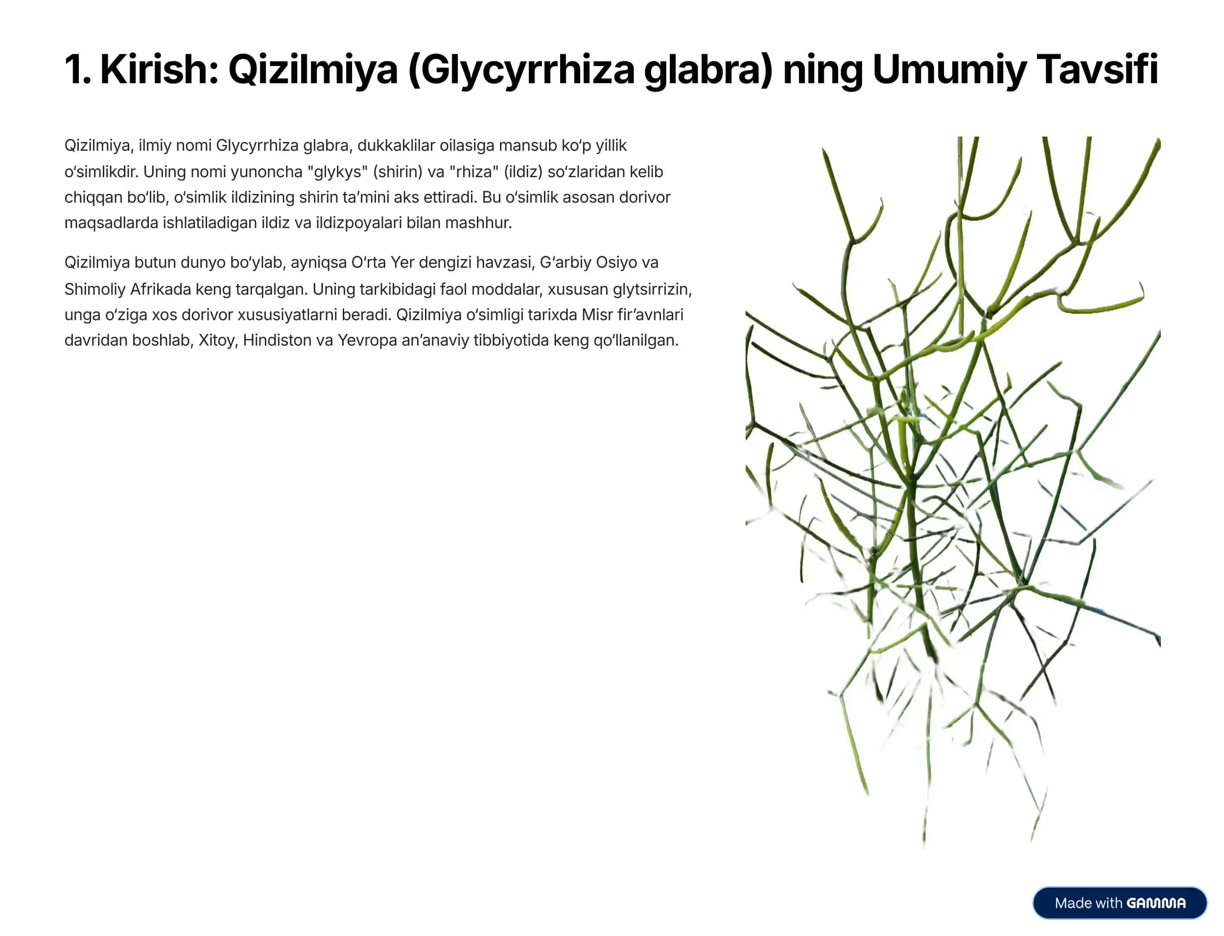 Qizilmiya-Glycyrrhiza-glabra-Umumiy-Tushuncha 2