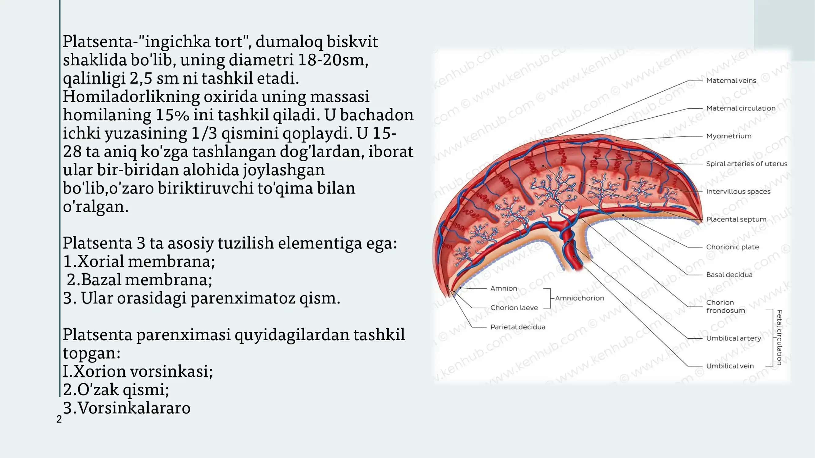 FETOPLATSENTAR (ONA-PLATSENTA-HOMILA) TIZIMI 2