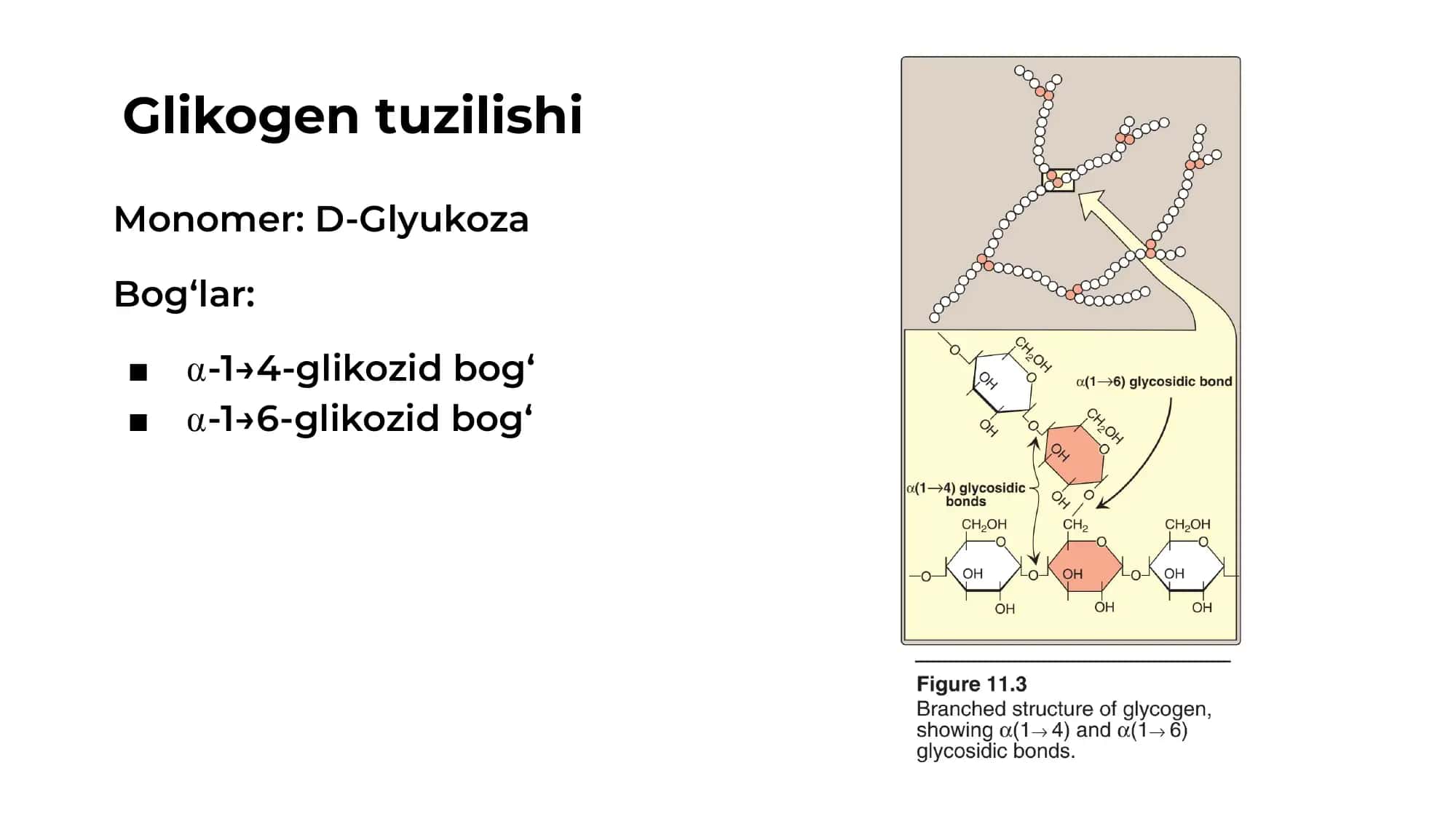 Glikogen metobolizmi 2