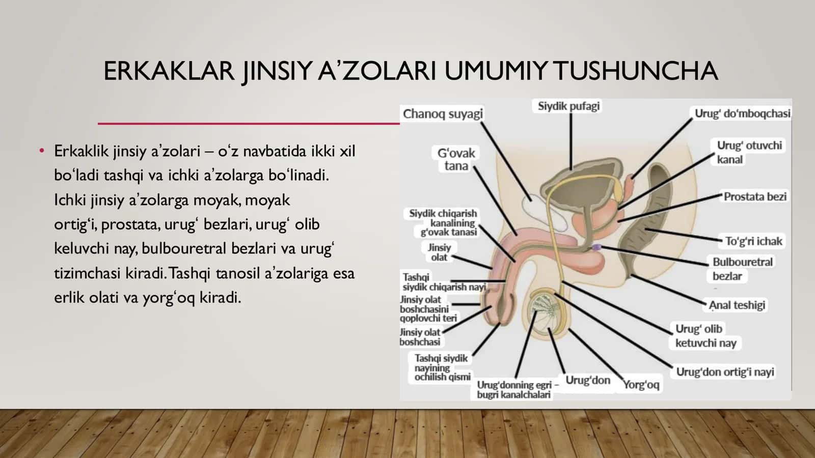 Erkaklar jinsiy sistemasi 2