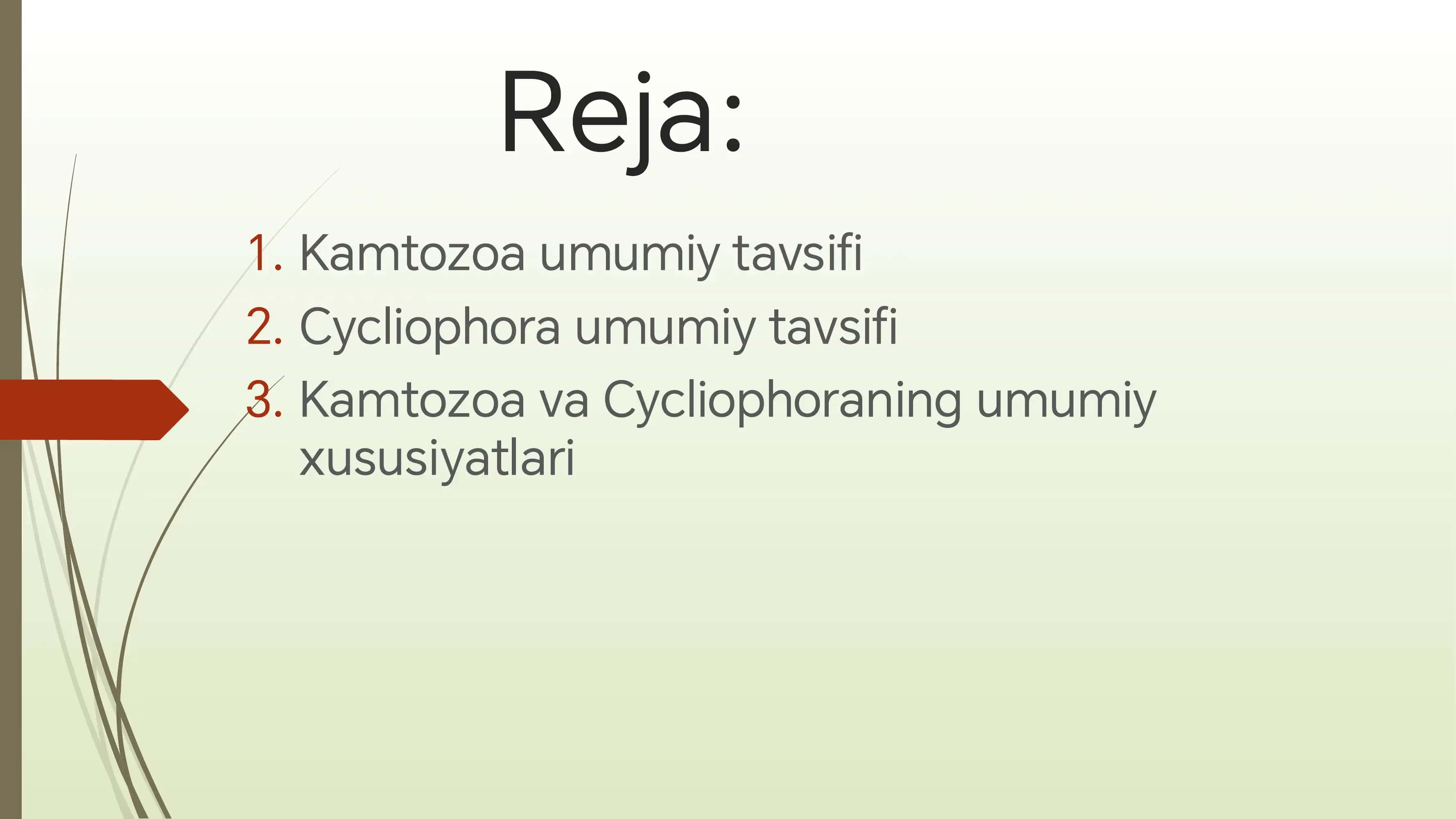 Kamtozooa va  cyclophora tipining umumiy haraktiristikasi 2