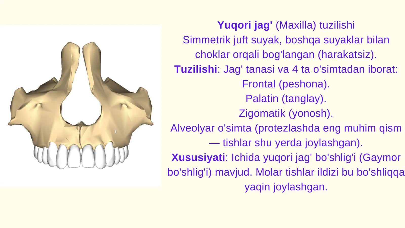 Protezlashga bog'liq chaynash aparati skleti 2
