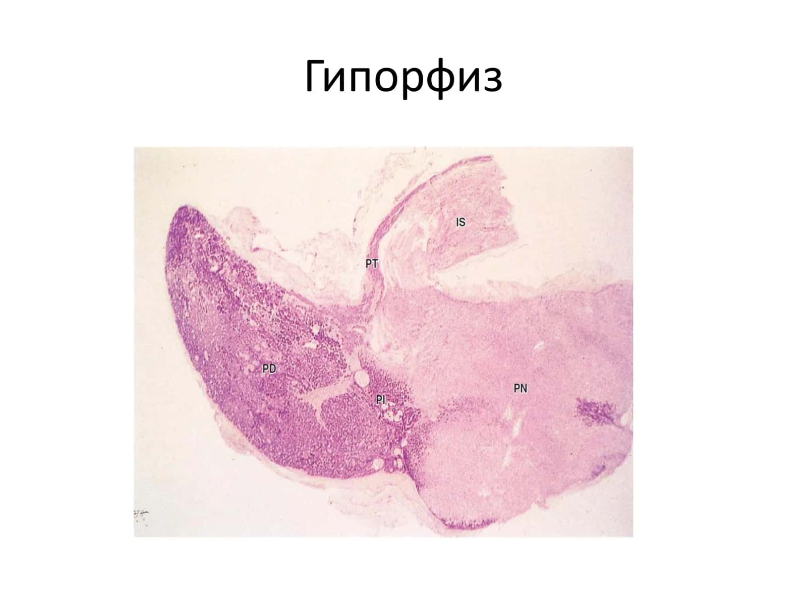 Марказий эндокрин ситема 2