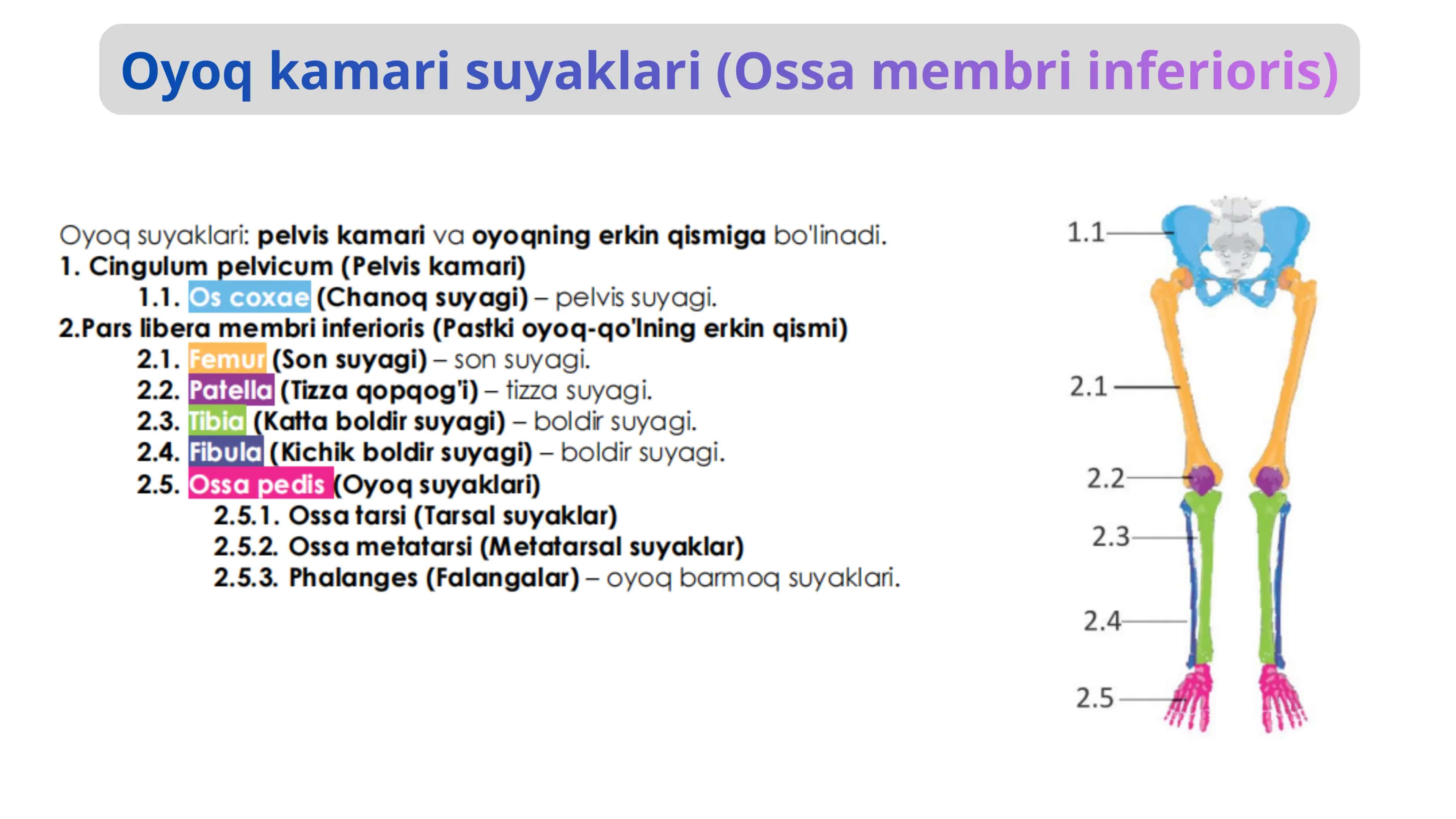 Oyoq kamar suyaklari 2