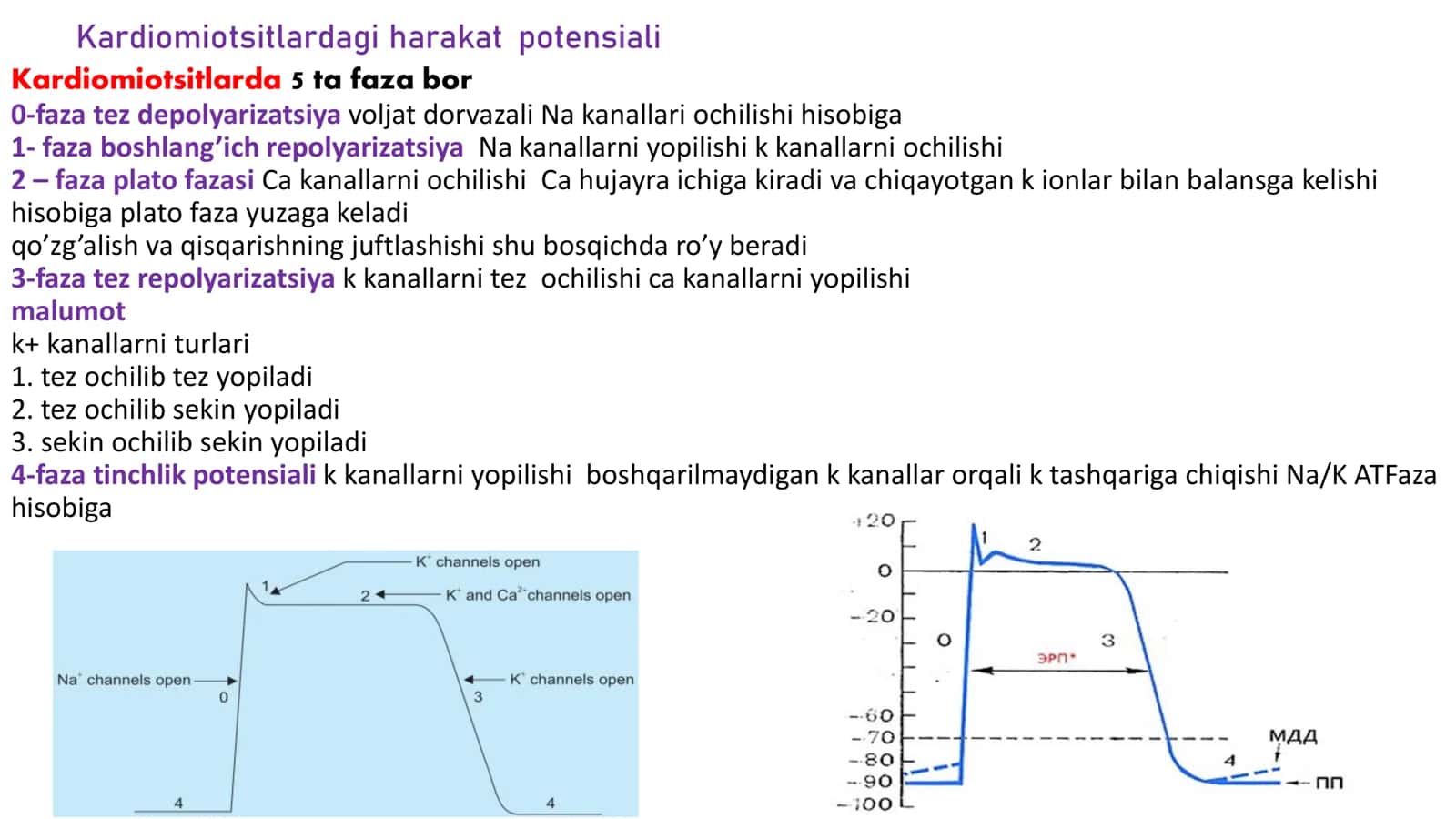 Antiaritmik dori vositalari 2