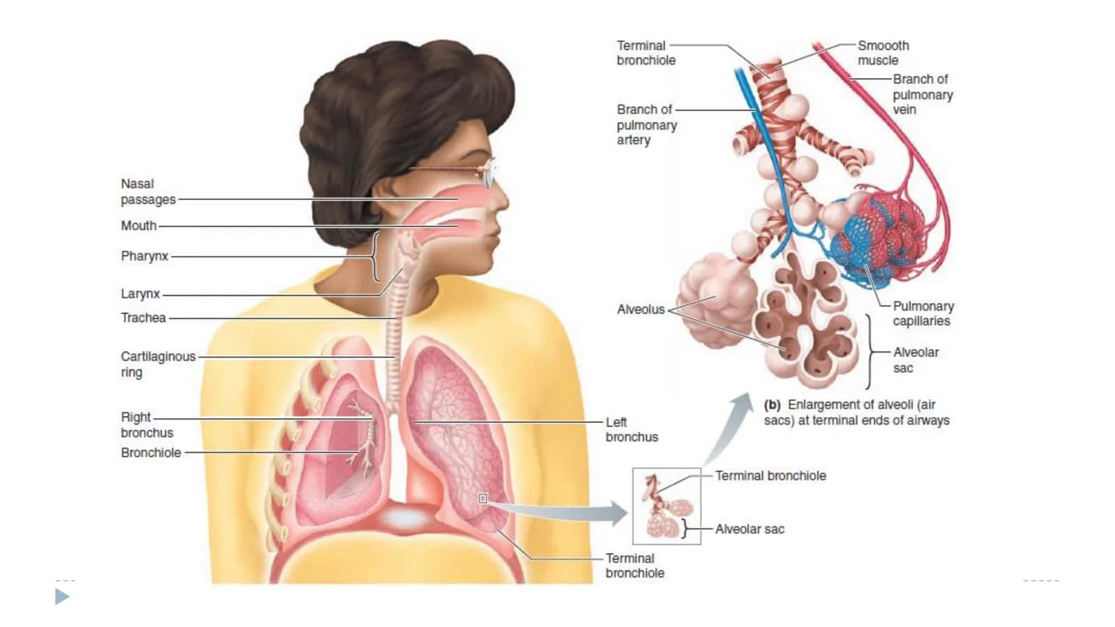 PHYSIOLOGY 2