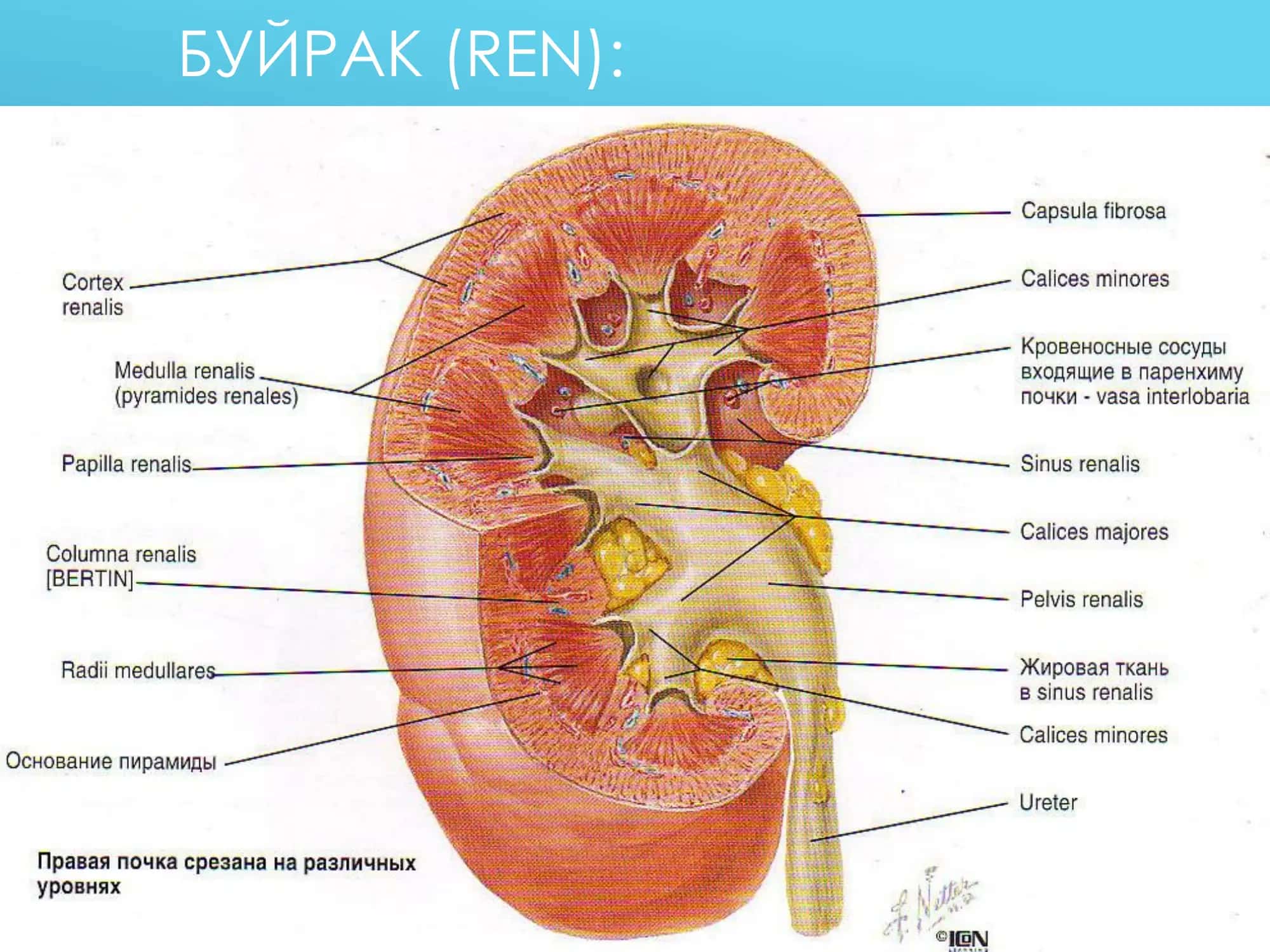 СУРУНКАЛИ ПИЕЛОНЕФРИТ 2