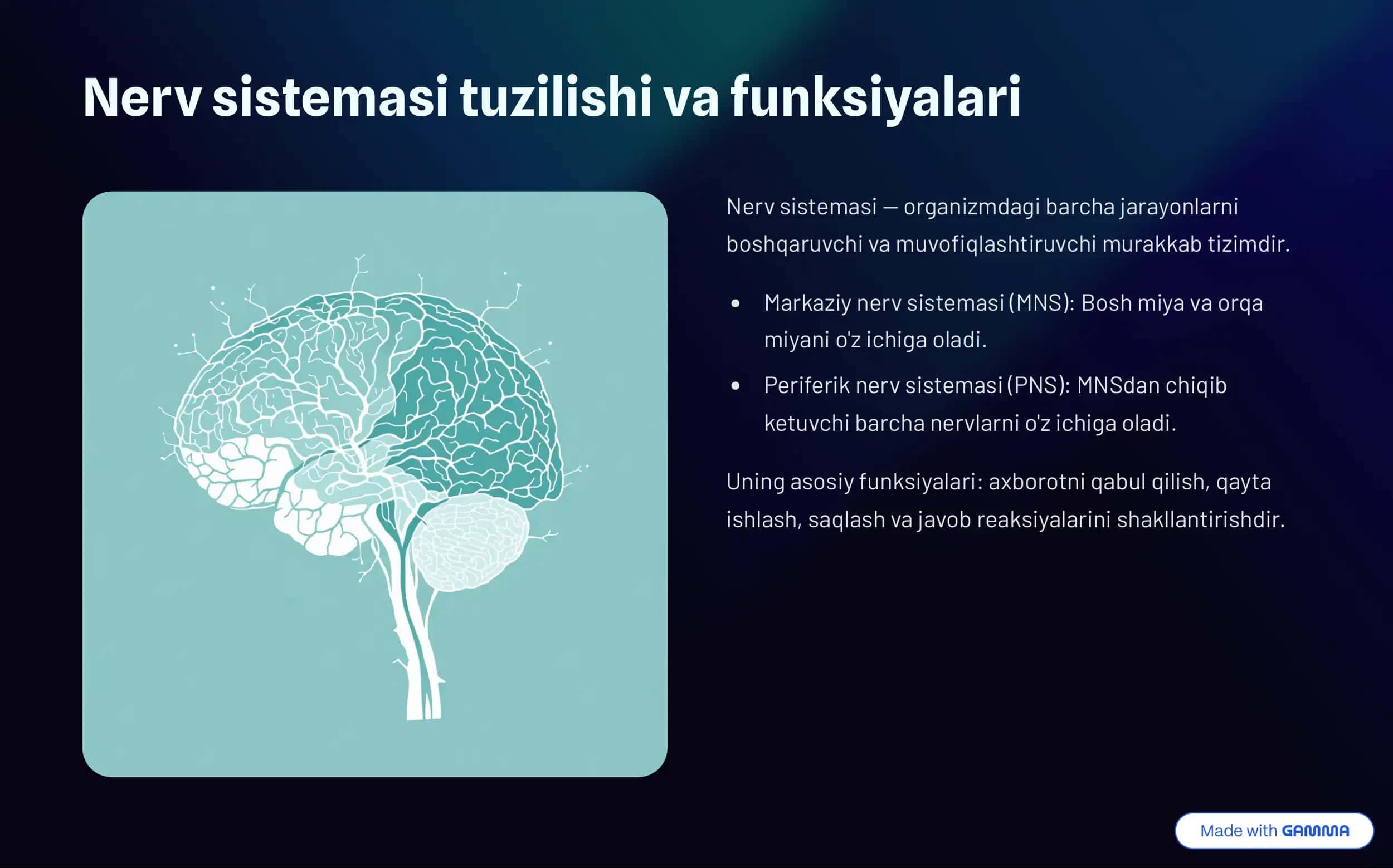 Nerv sistemasi fiziologiyasi 2