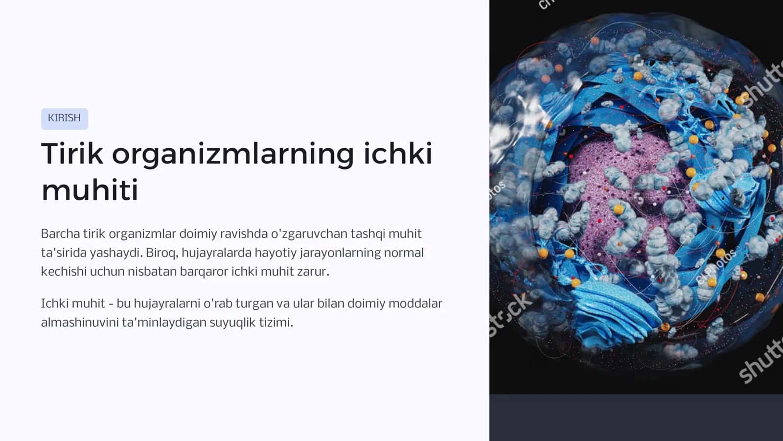 Ichki muhit to`qimasi.Qon.Qon yaratilishi. 2