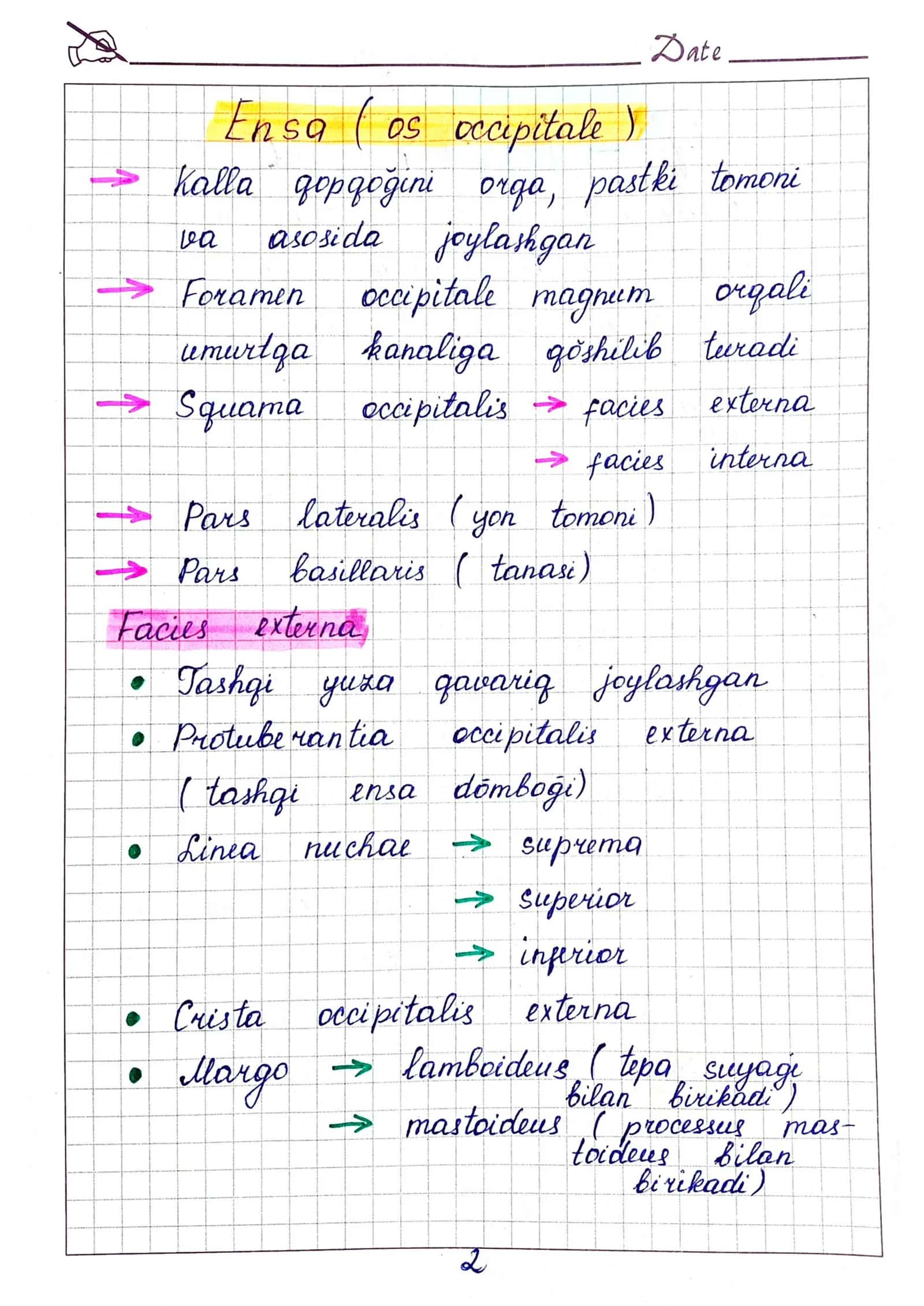 Ensa, ponasimon, peshona, g'alvirsimon, dimog' suyaklari anatomiyasi 2