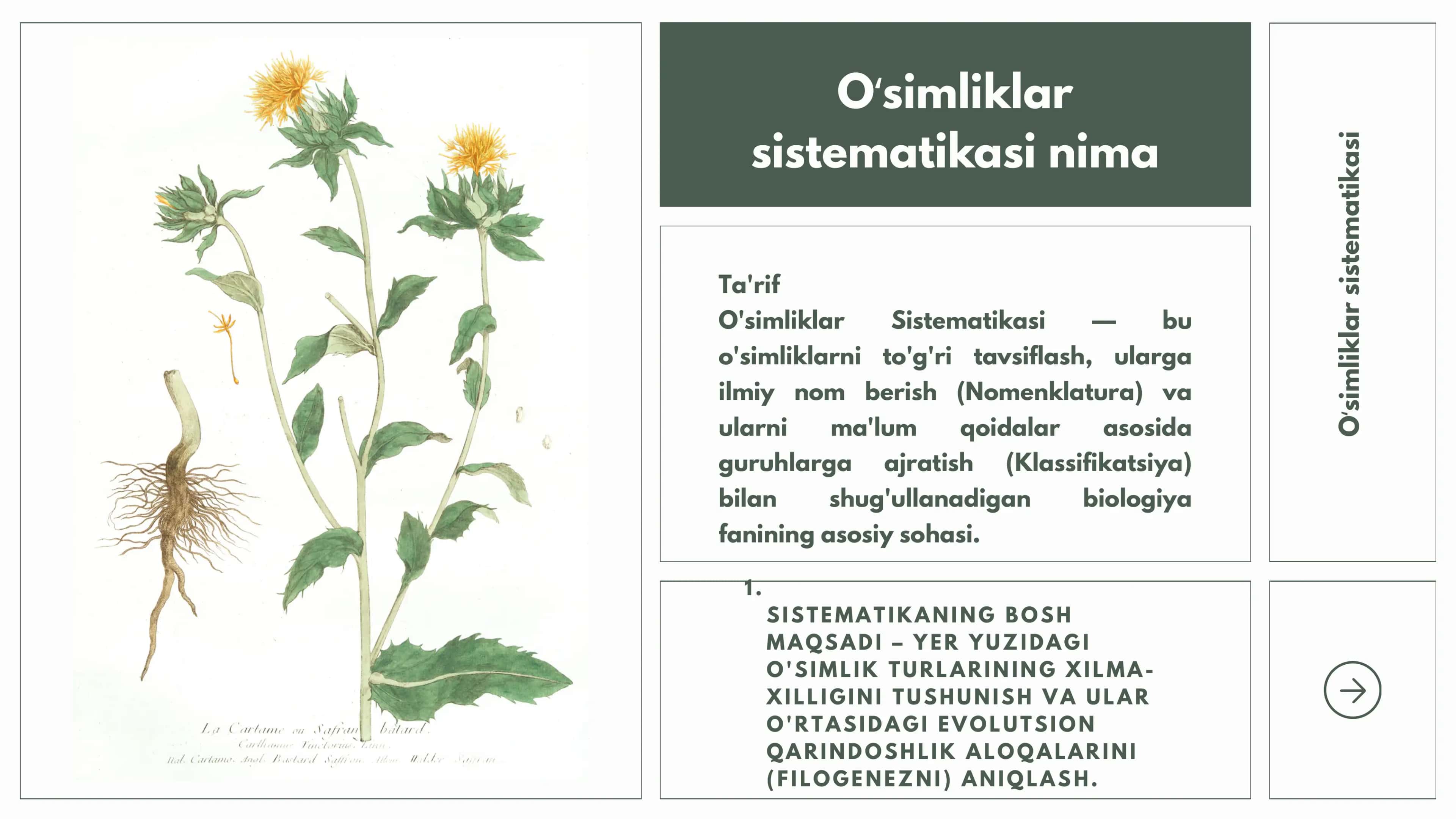 Oʻsimliklar sistematikasi 2