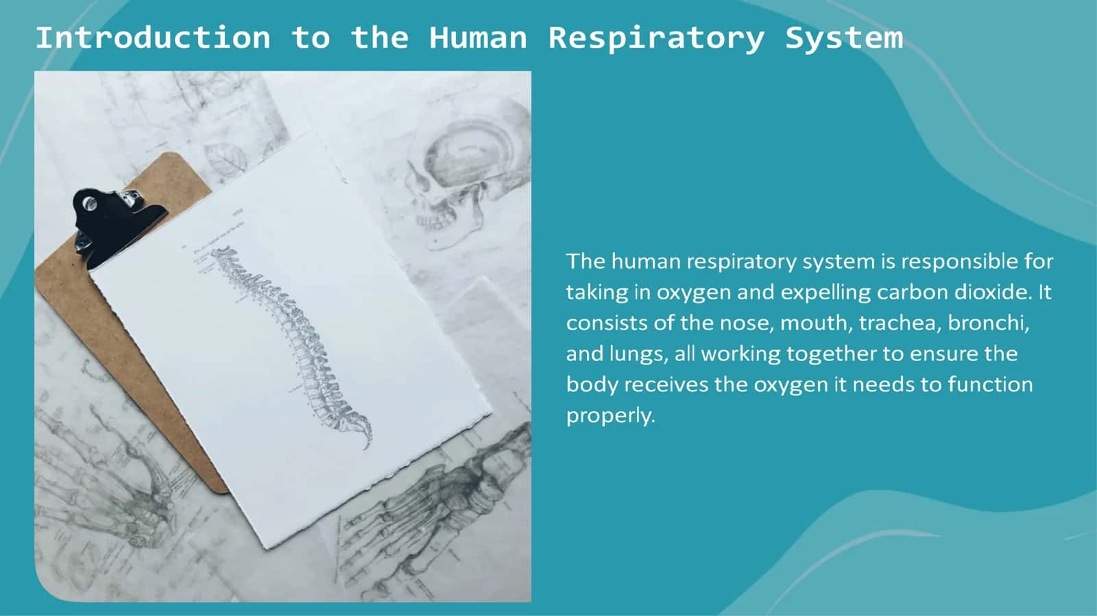 Anatomy of human respiratory system 2