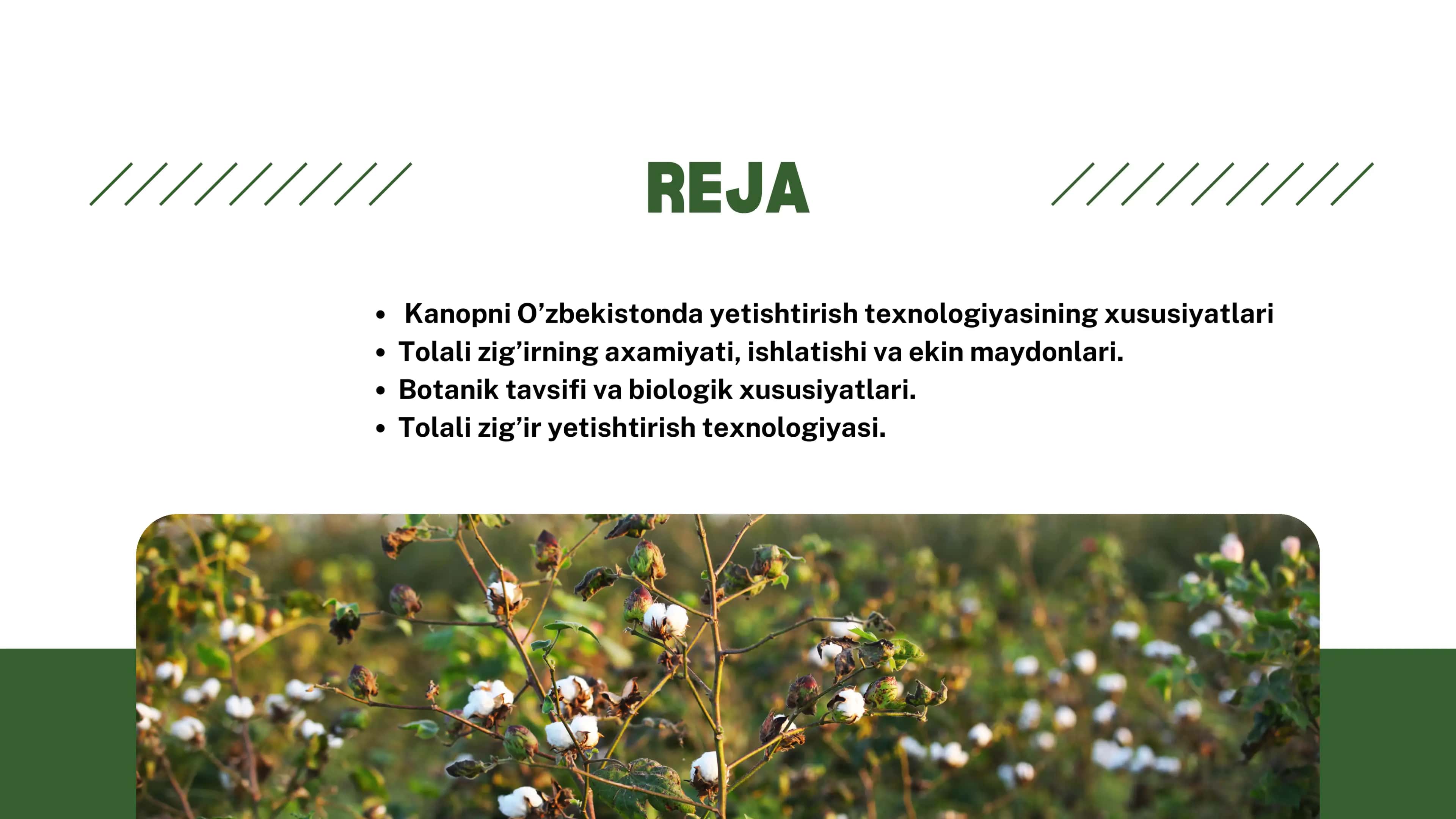 Tolali zig’ir yetishtirish texnologiyasi 2
