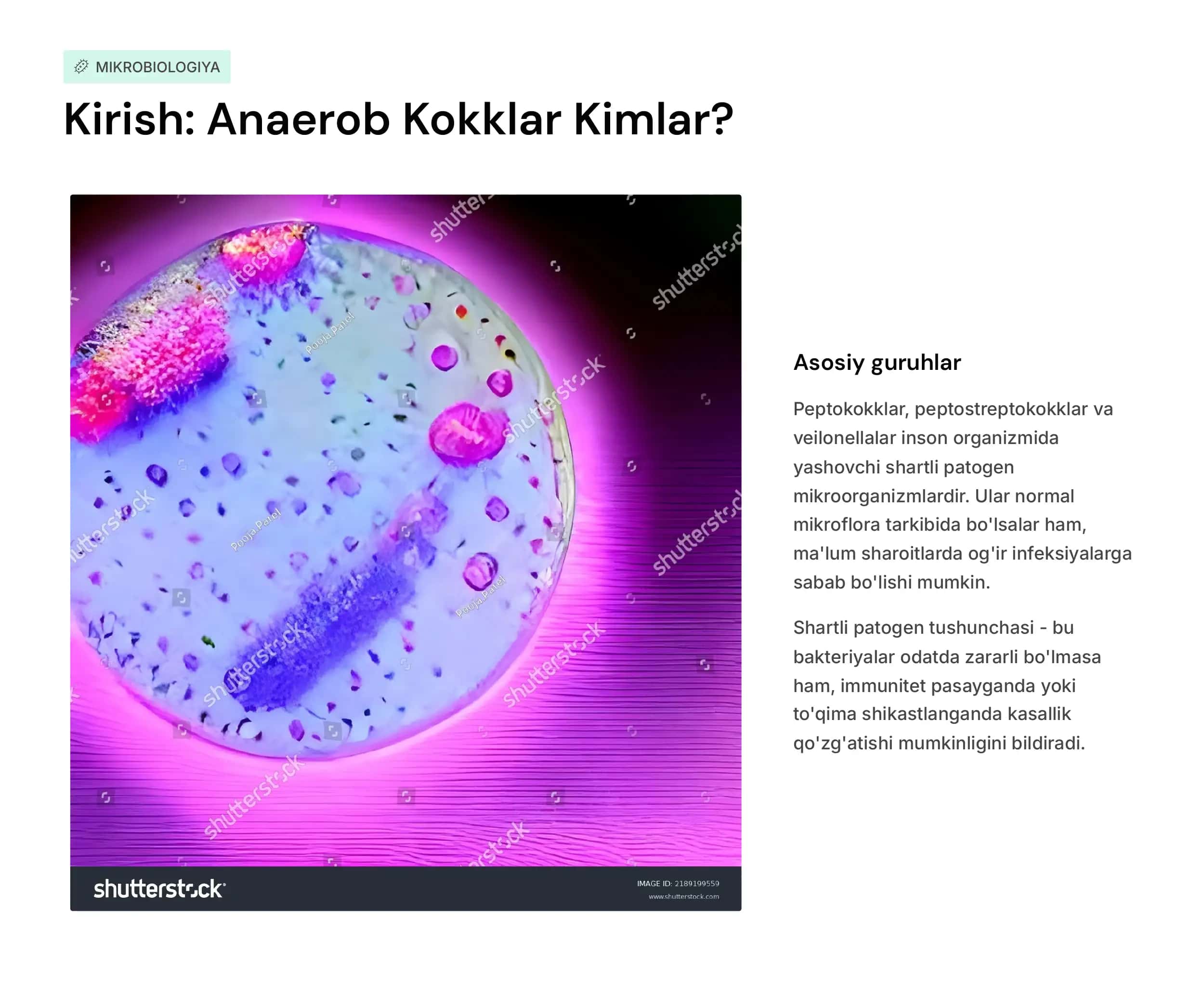 Shartli patogen anaerob kokklarni (peptokokklar,  peptostreptokokklar, veylonellalar) xirurgik va  ginekologik kasalliklardagi ahamiyati. Qandli diabetda uchraydigan infektsiyalar, patogenez,  laboratoriya tashxisi. 2