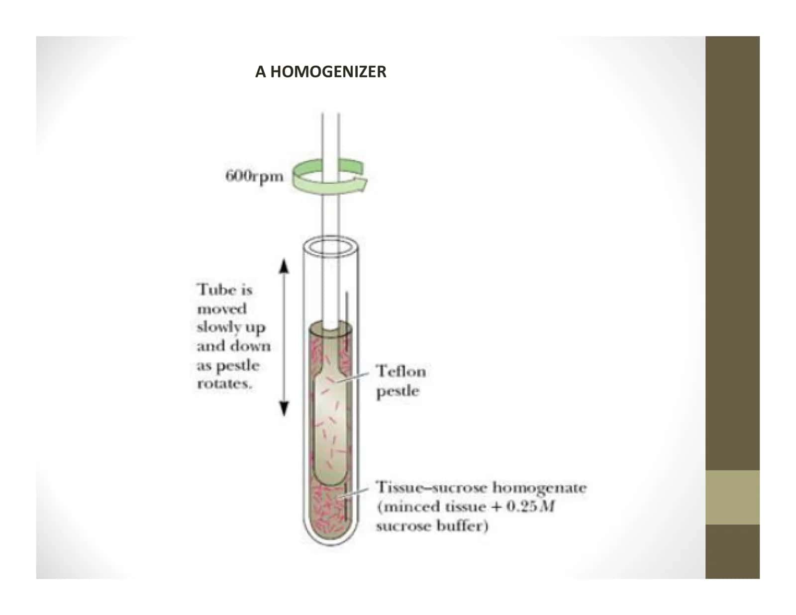 ISOLATION, PURIFICATION AND CHARACTERISATION OF ENZYMES 2