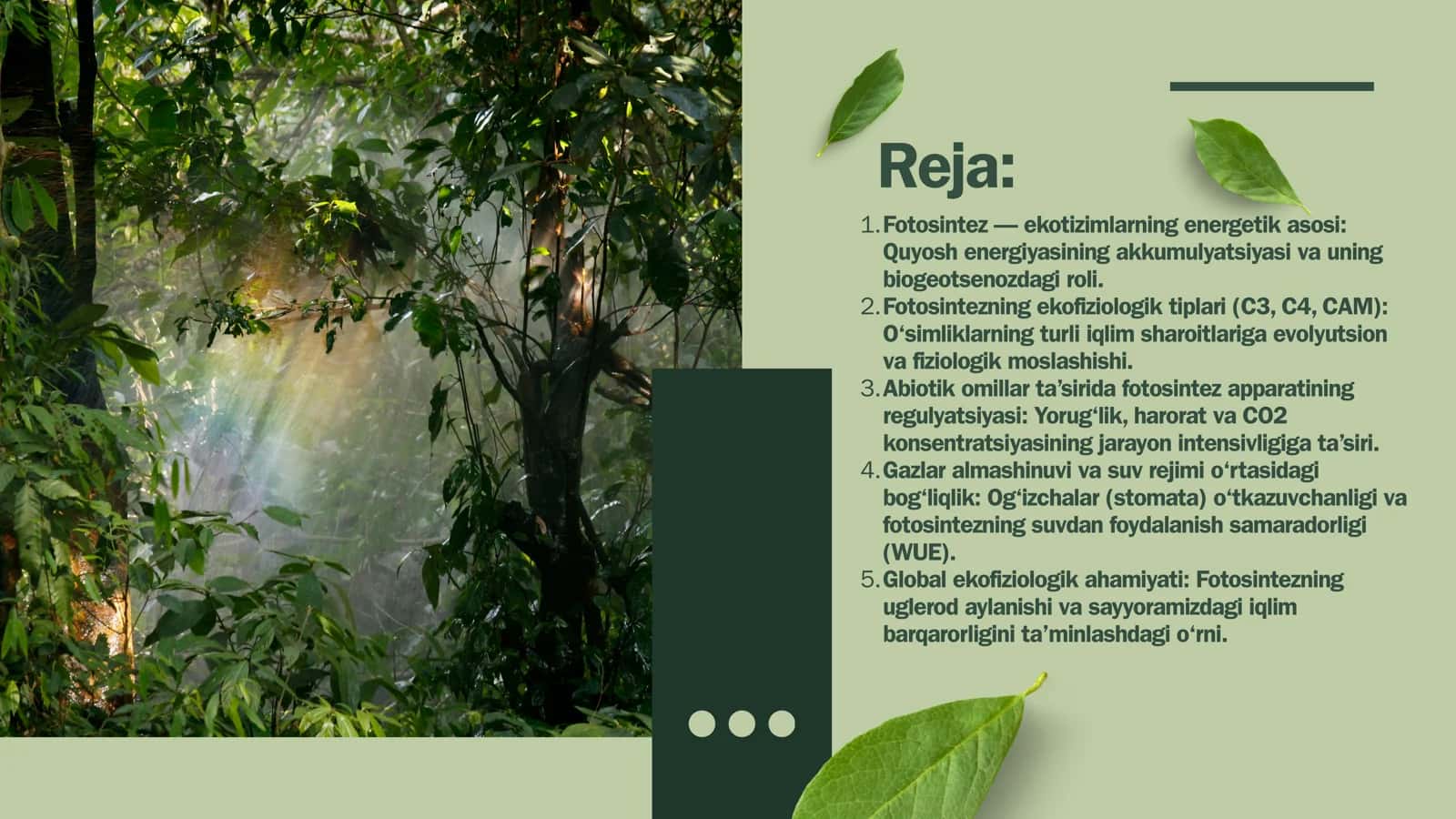 Fotosintezning ahamiyati 2
