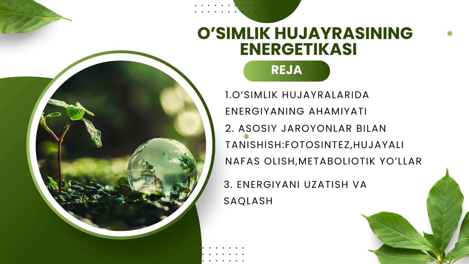 O‘simliklar hujayra energetikasi 2