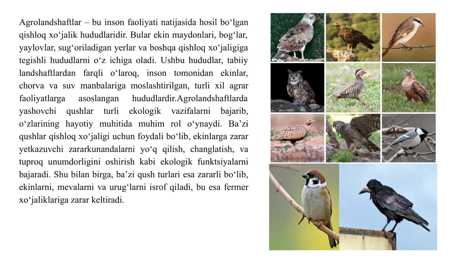 Qoraqalpog'iston agrolandshaftlarida tarqalgan qushlar 2