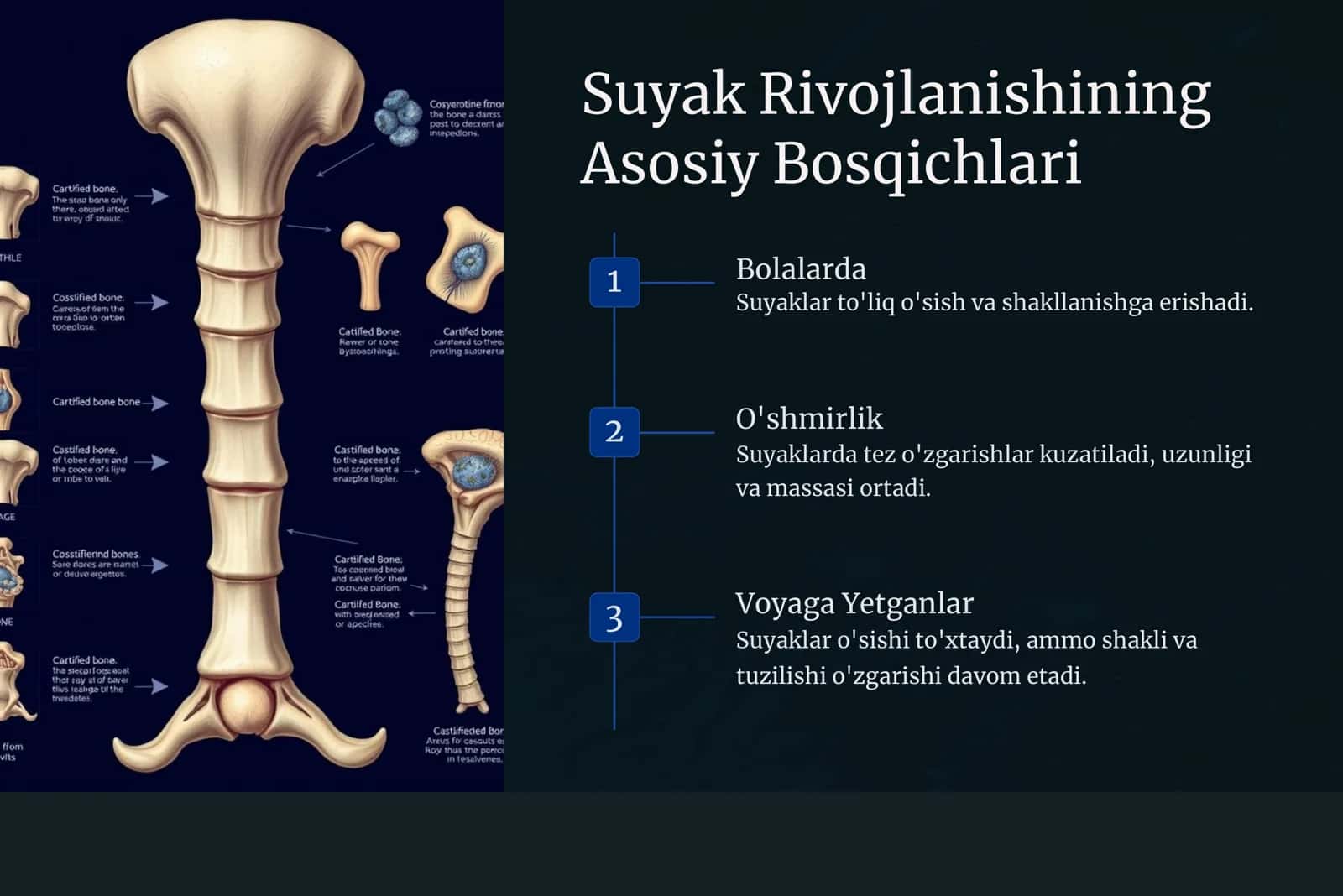 Suyak Rivojlanishi va Yosh 2