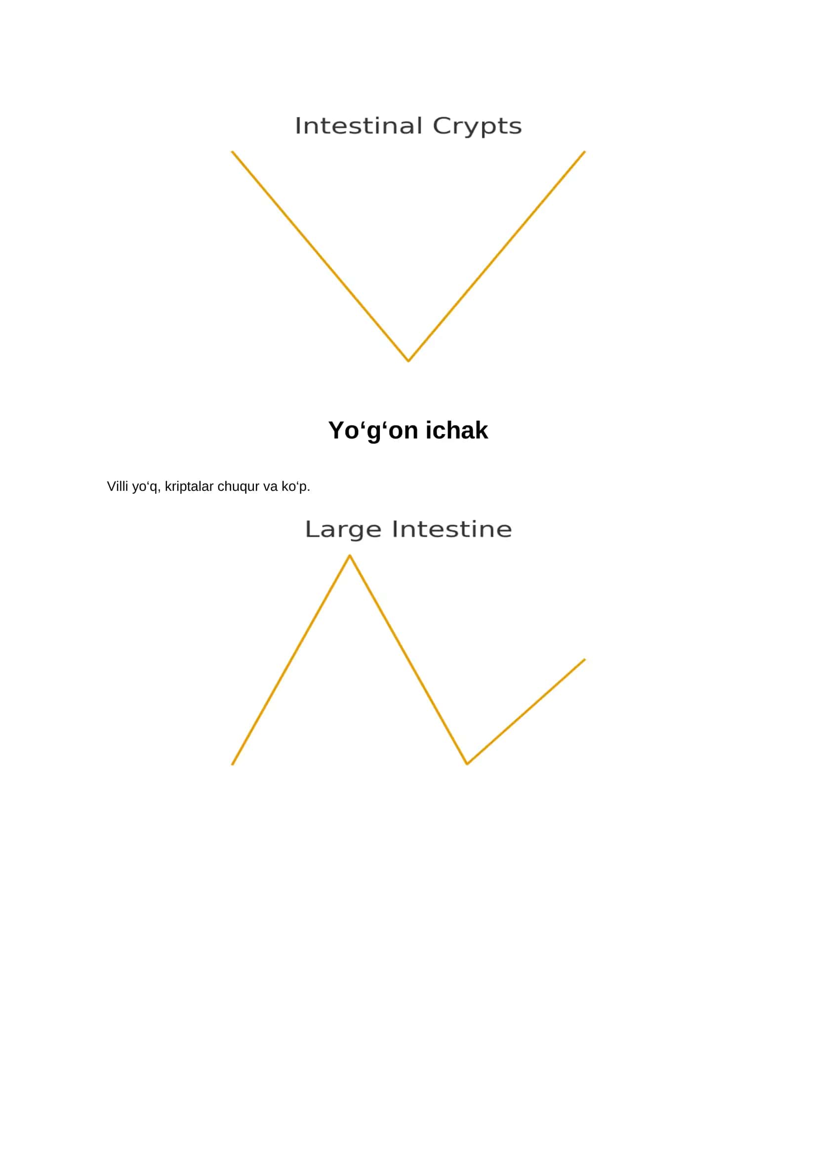 Ingichka ichakning umumiy tuzilishi 2