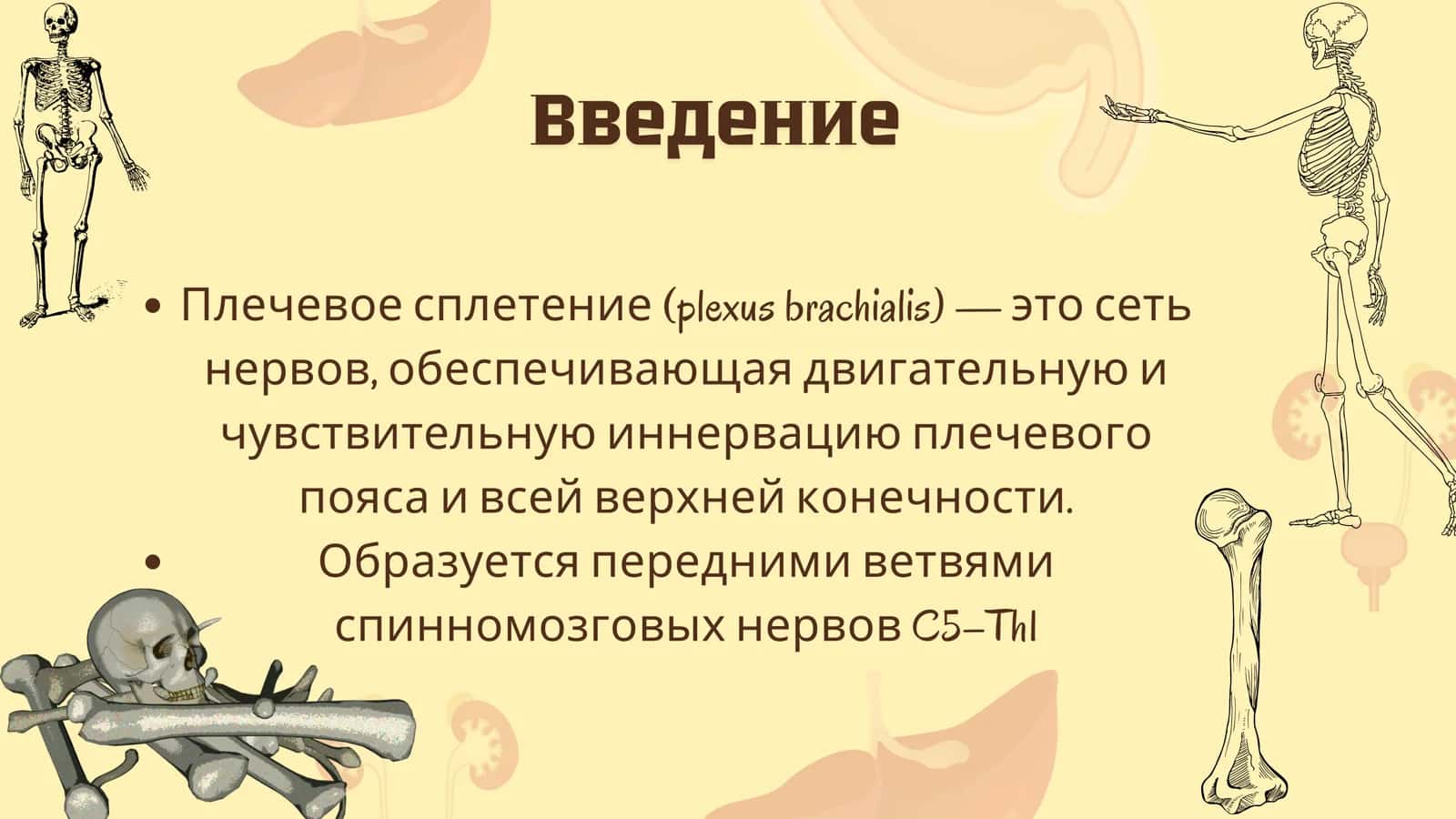 Формирование плечевого строения 2