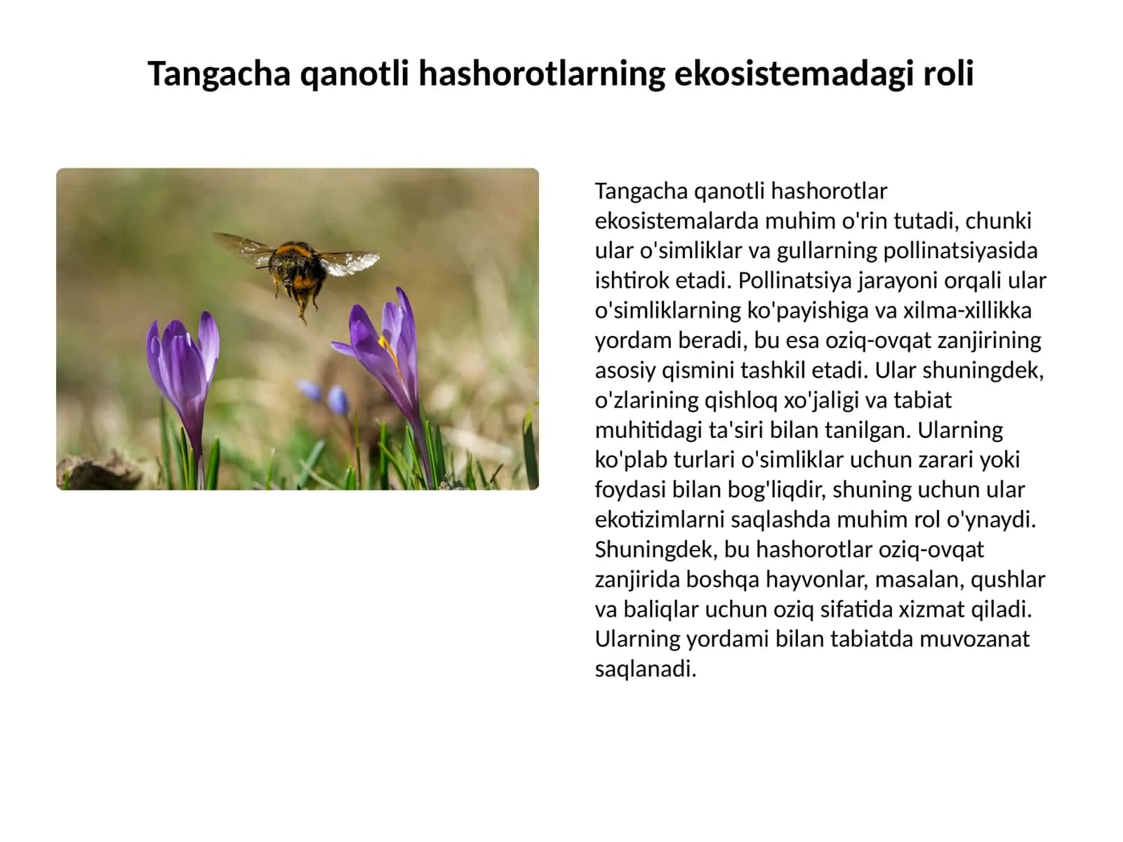 Tangacha qanotli hashorotlar 2