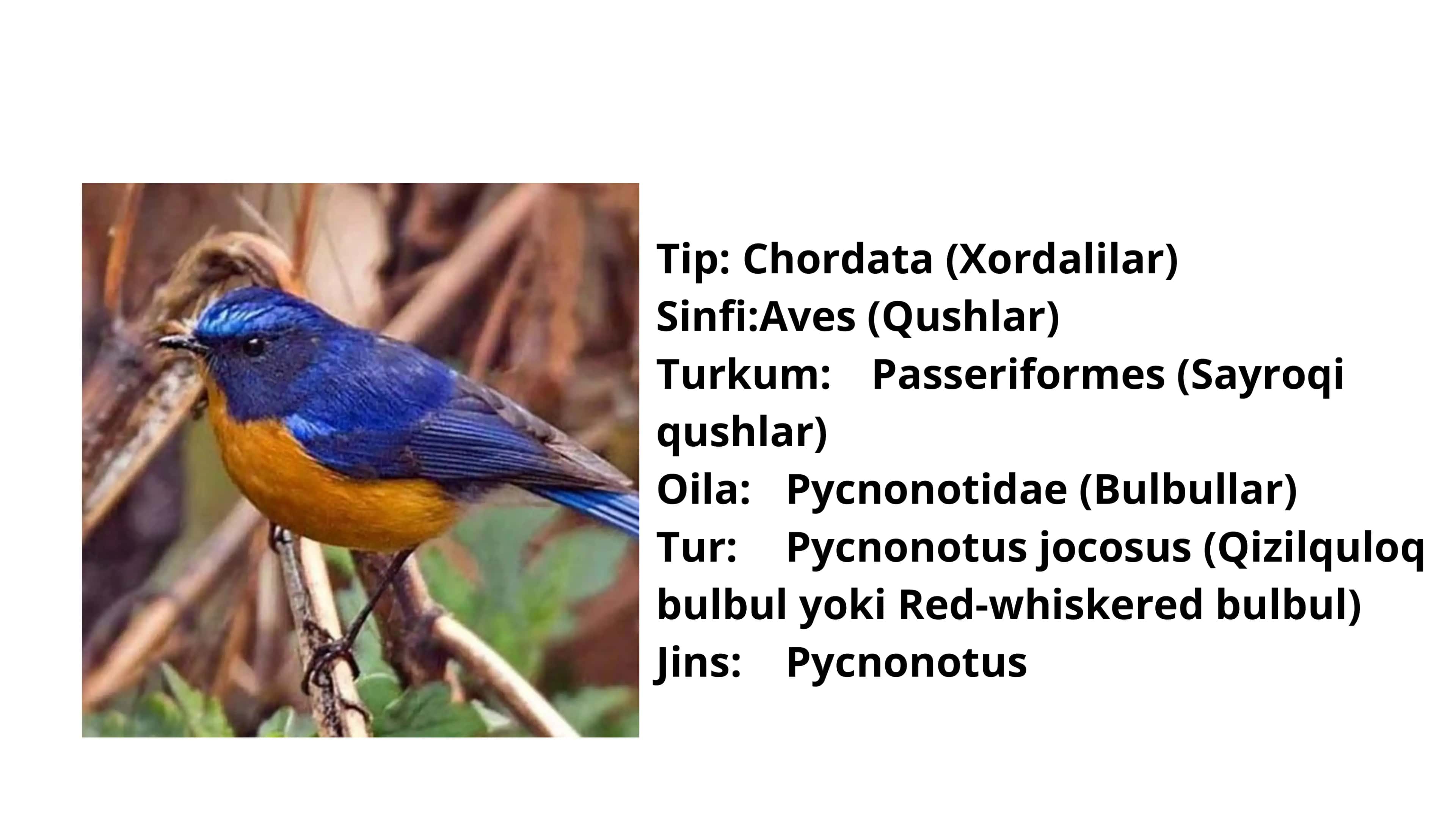 Bulbul haqida malumot 2