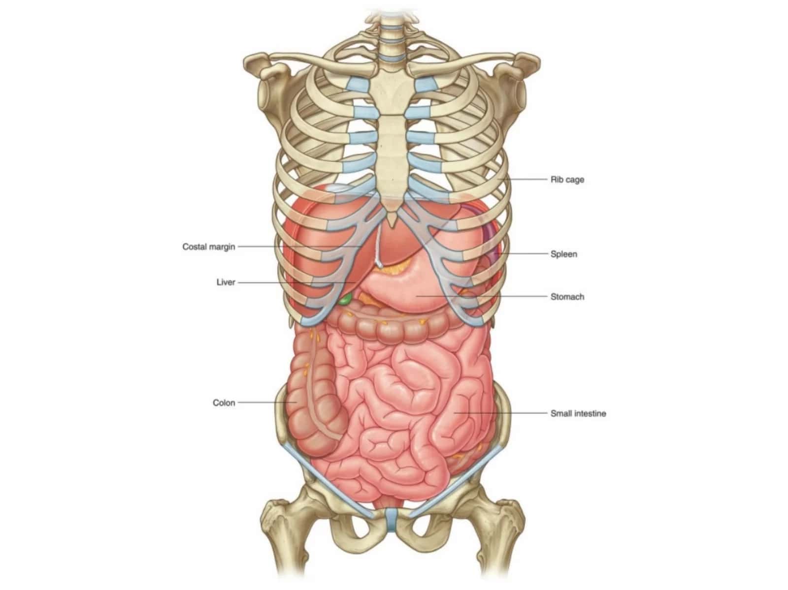 Ichaklar anatomogistologiyasi 2