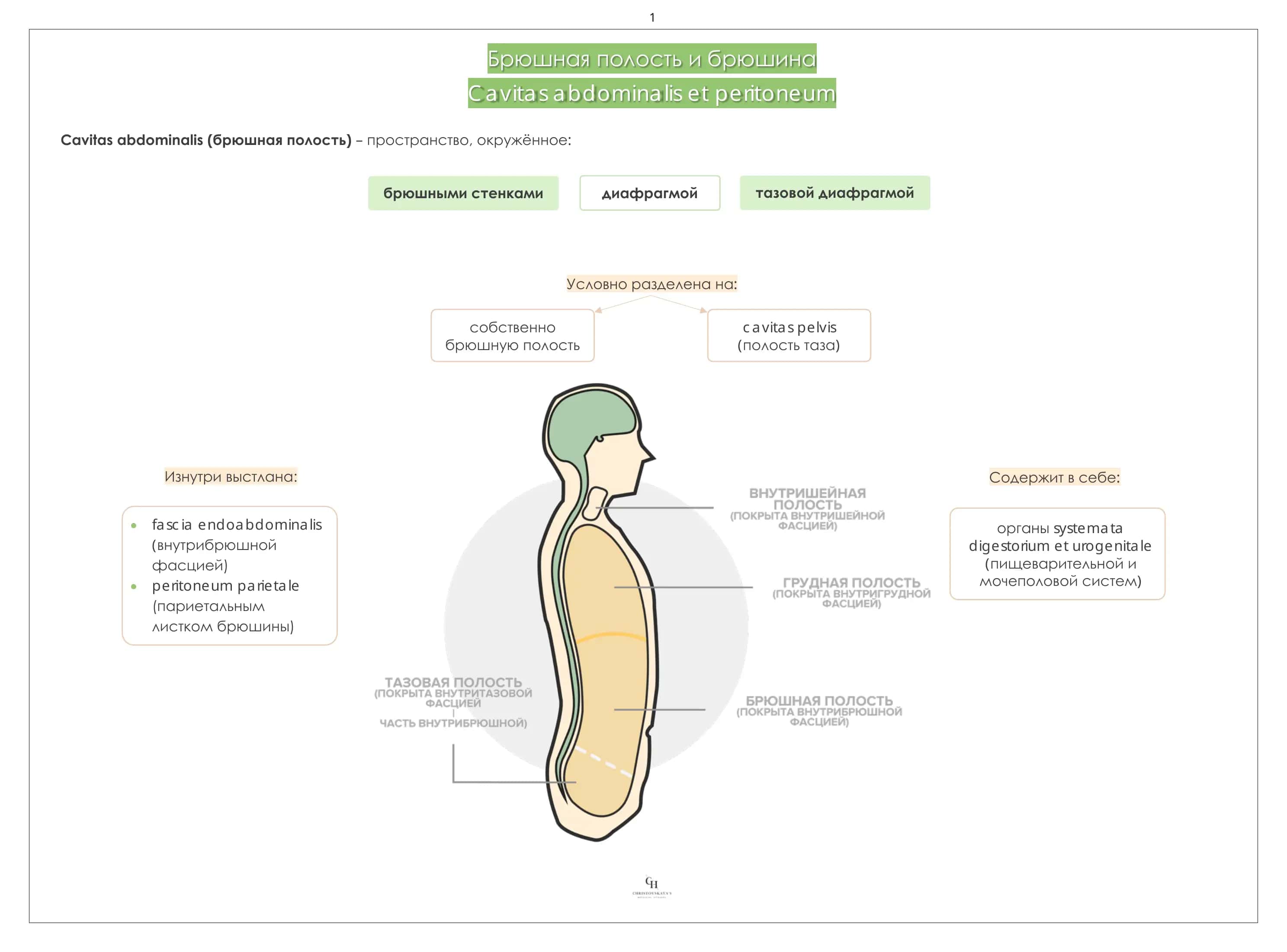 Cavitas abdominalis et peritoneum 2
