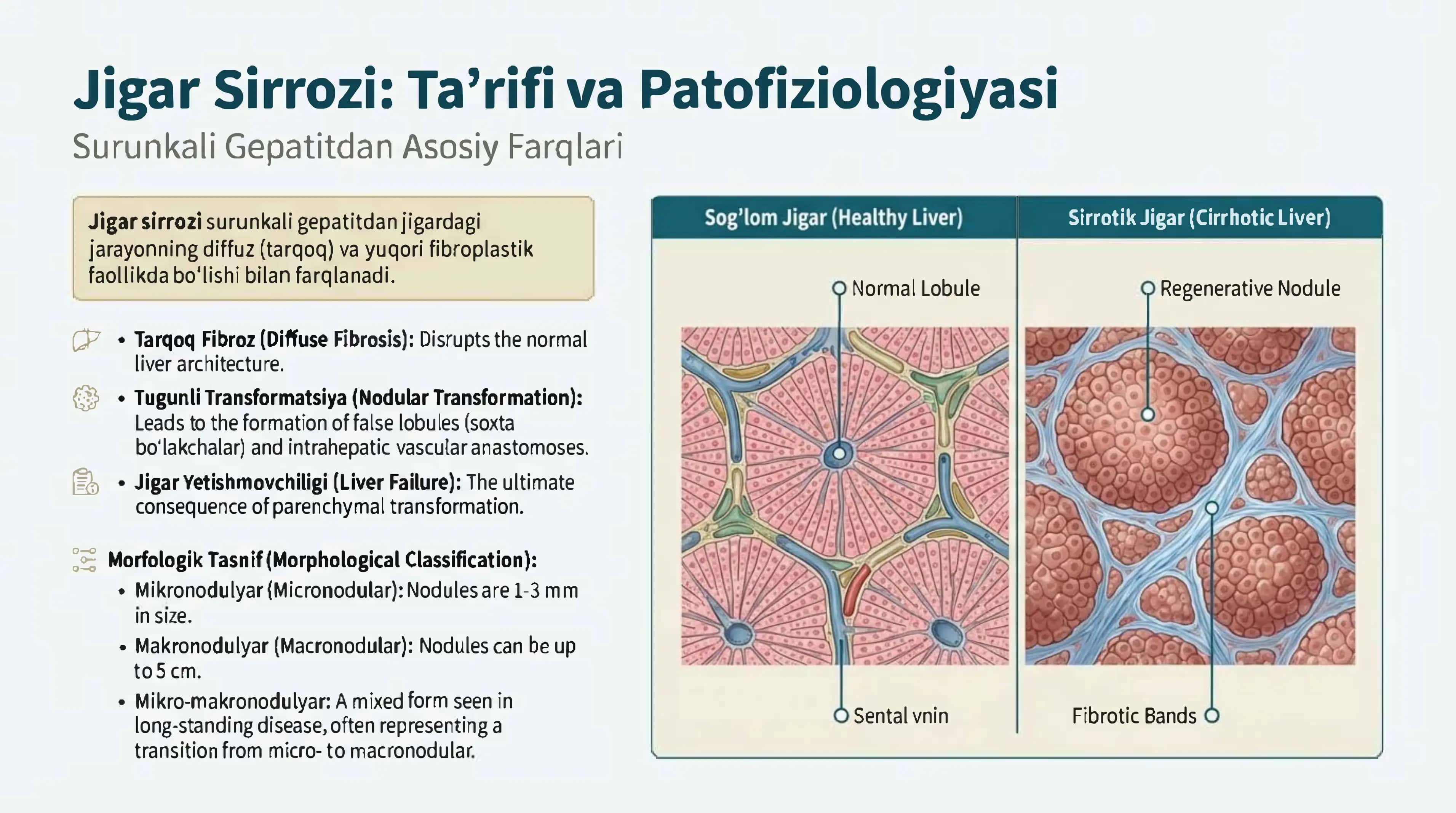 Jigar Sirrozi: Ta'rifi va Patofiziologiyasi 2