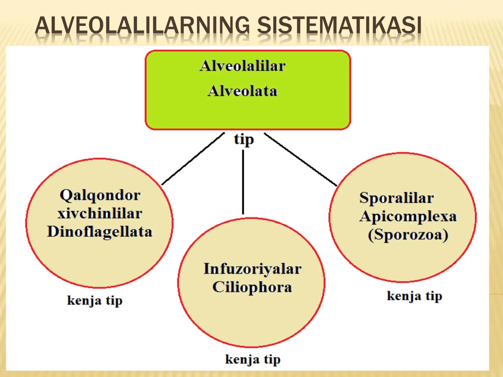 ALVEOLALILAR (ALVEOLATA) TIPI 2