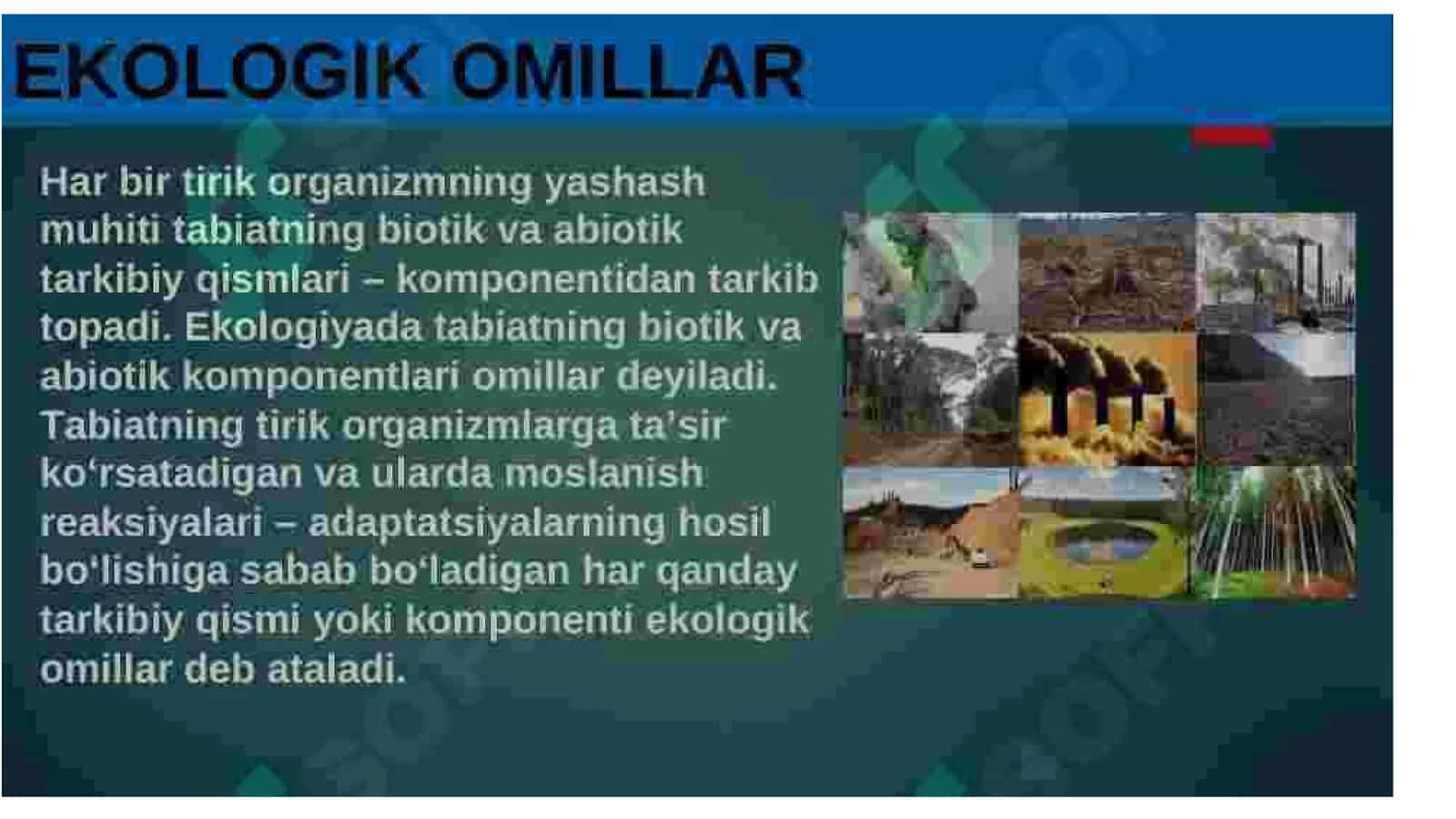Organizmning moslashishi va uning bosqichlari 2