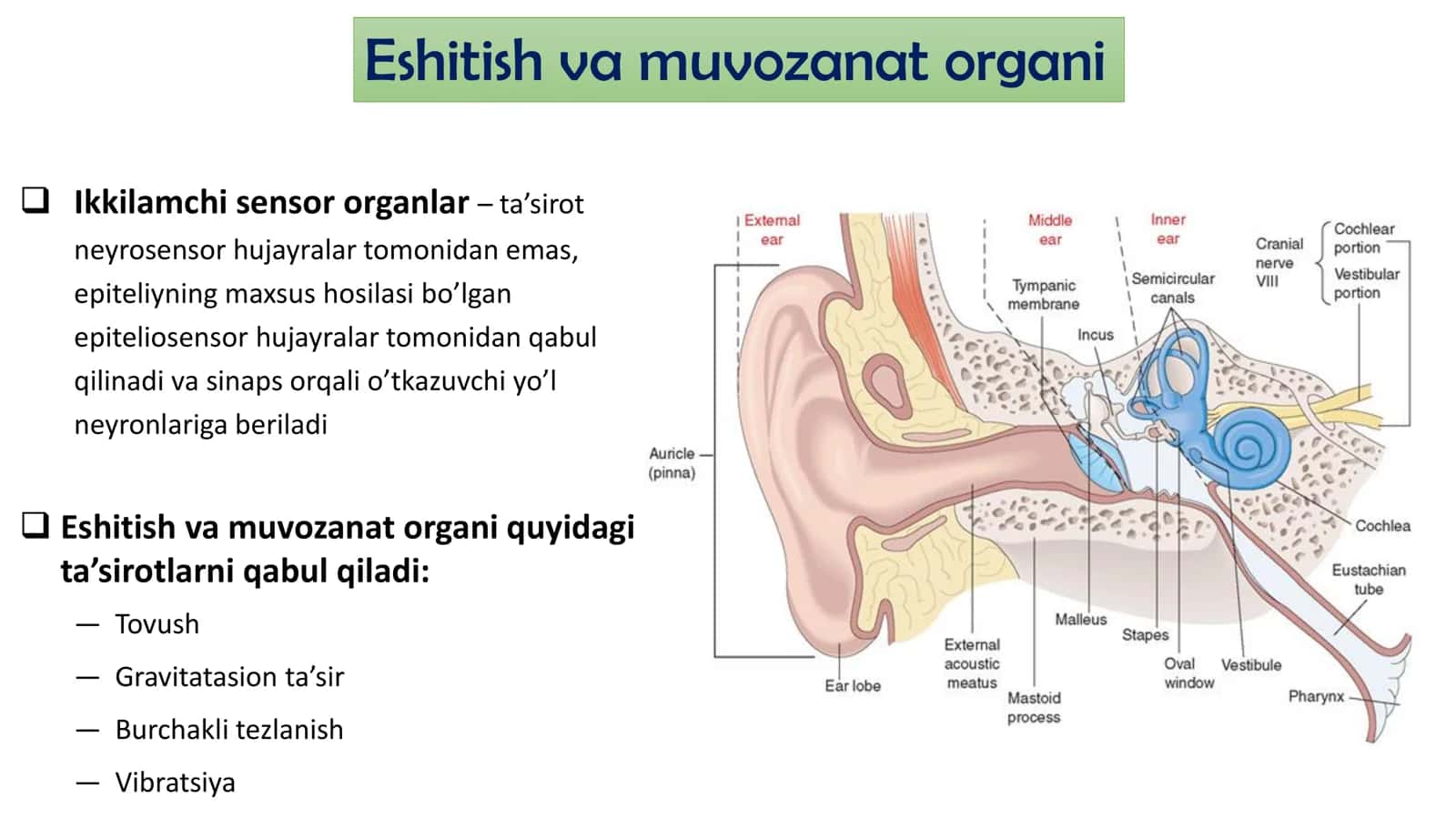 Sezgi gistologiyasi 2