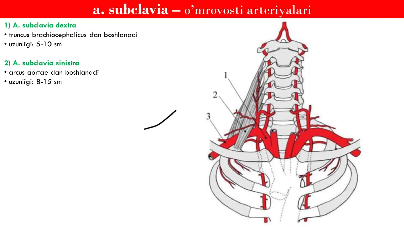 Angiologiya Arteriyalar 2