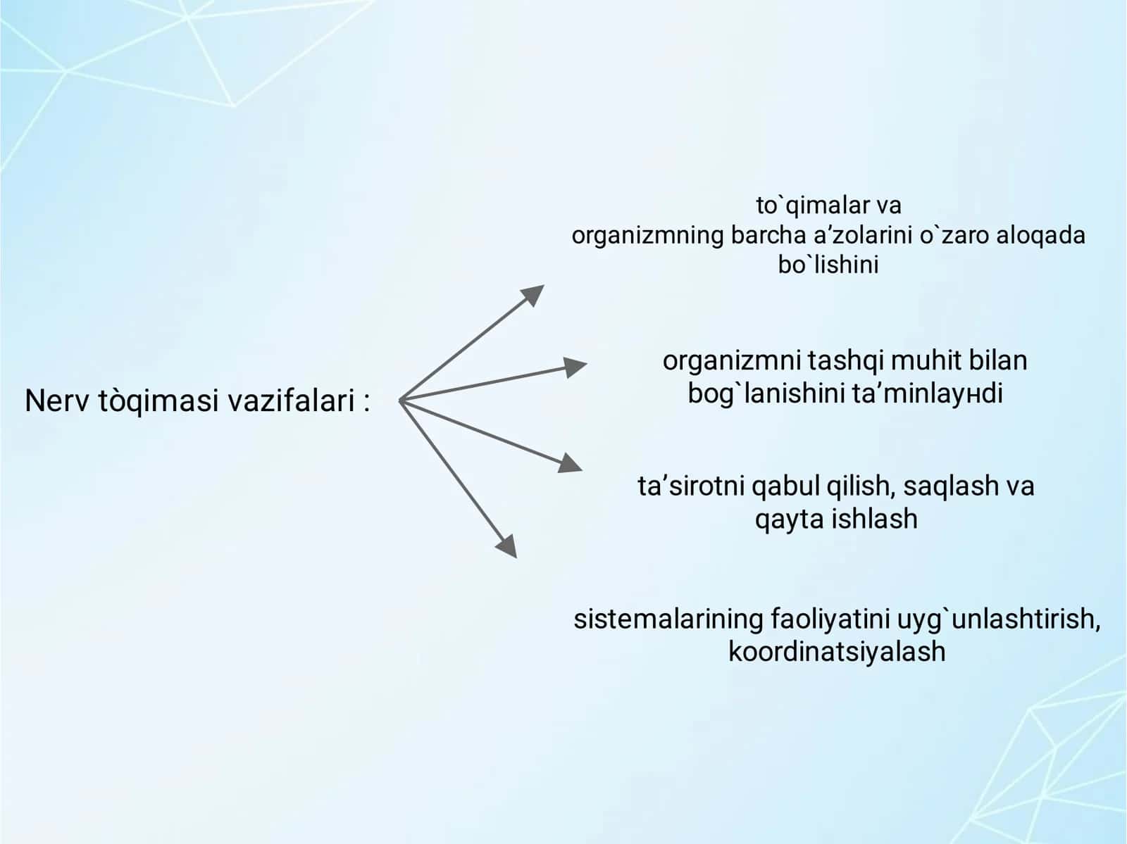 Nerv toʻqimasi 2