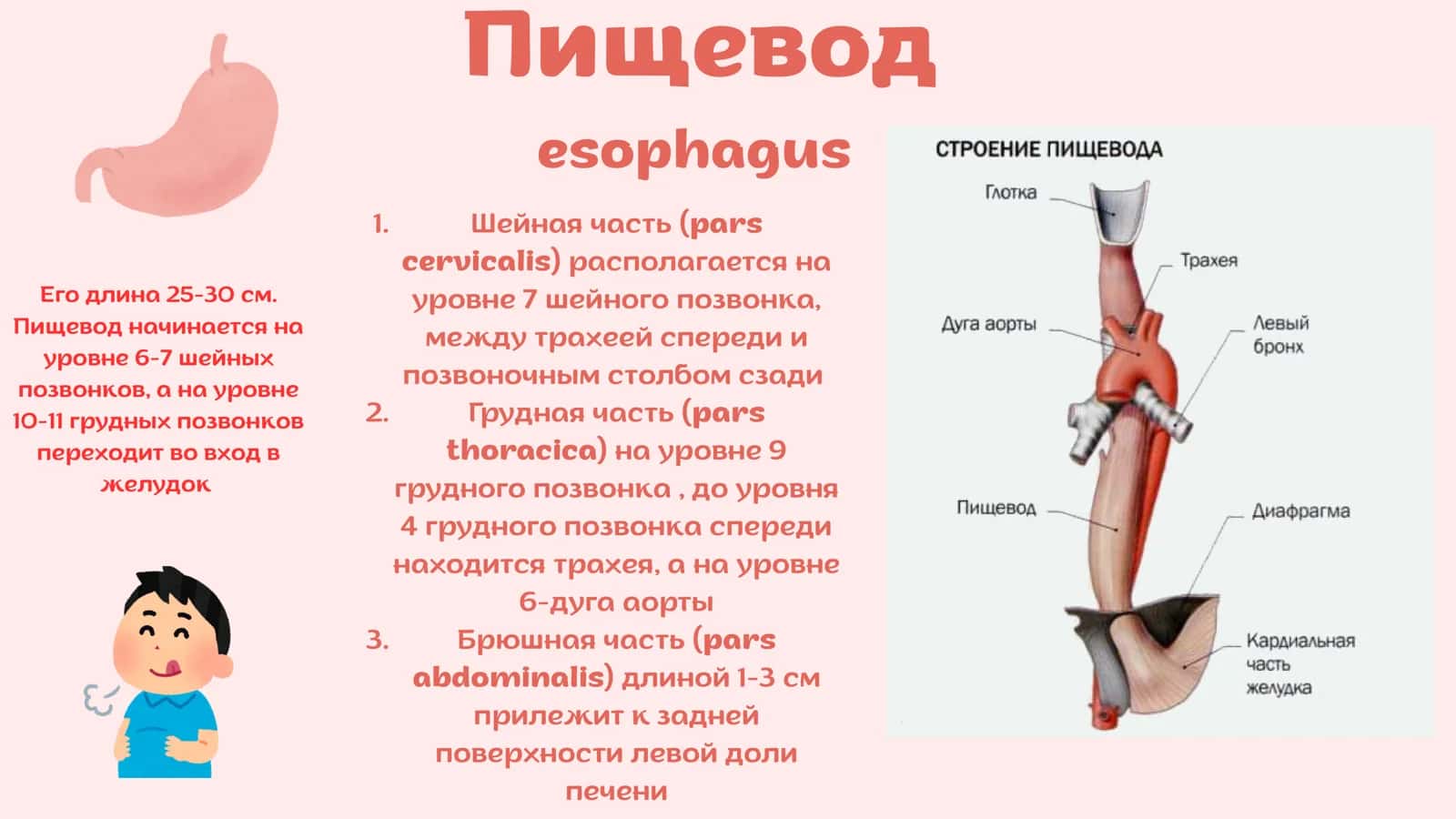 Пищевод и Желудок 2