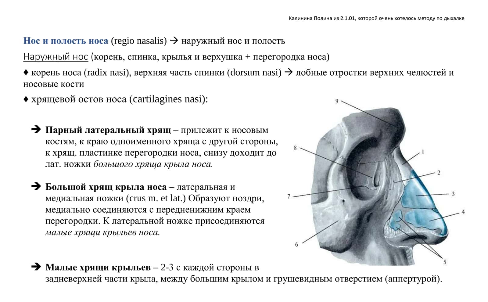 Дыхательная система (systema respiratorium) 2