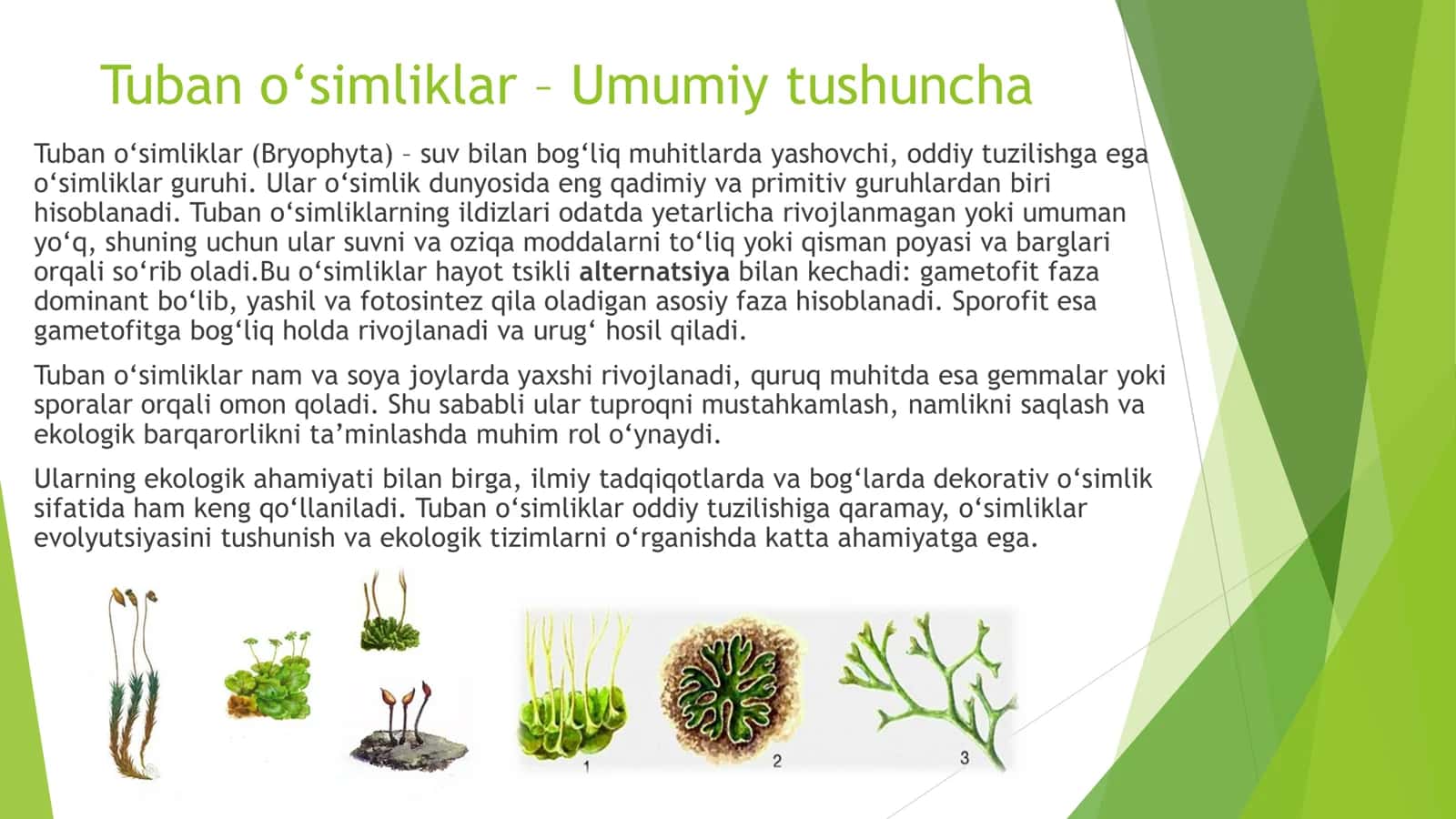 TUBAN O‘SIMLIKLAR 2