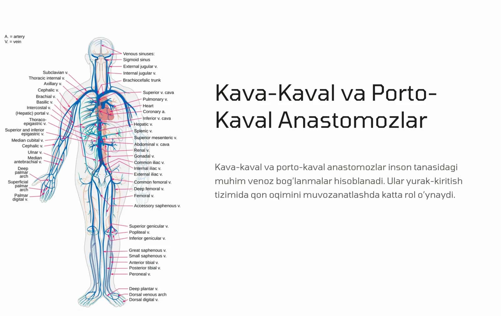 Kava-Kaval Anastomozlar 2