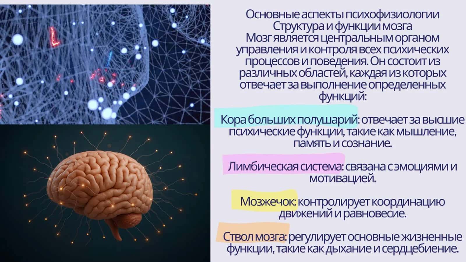 Психофизиологические основы поведения 2