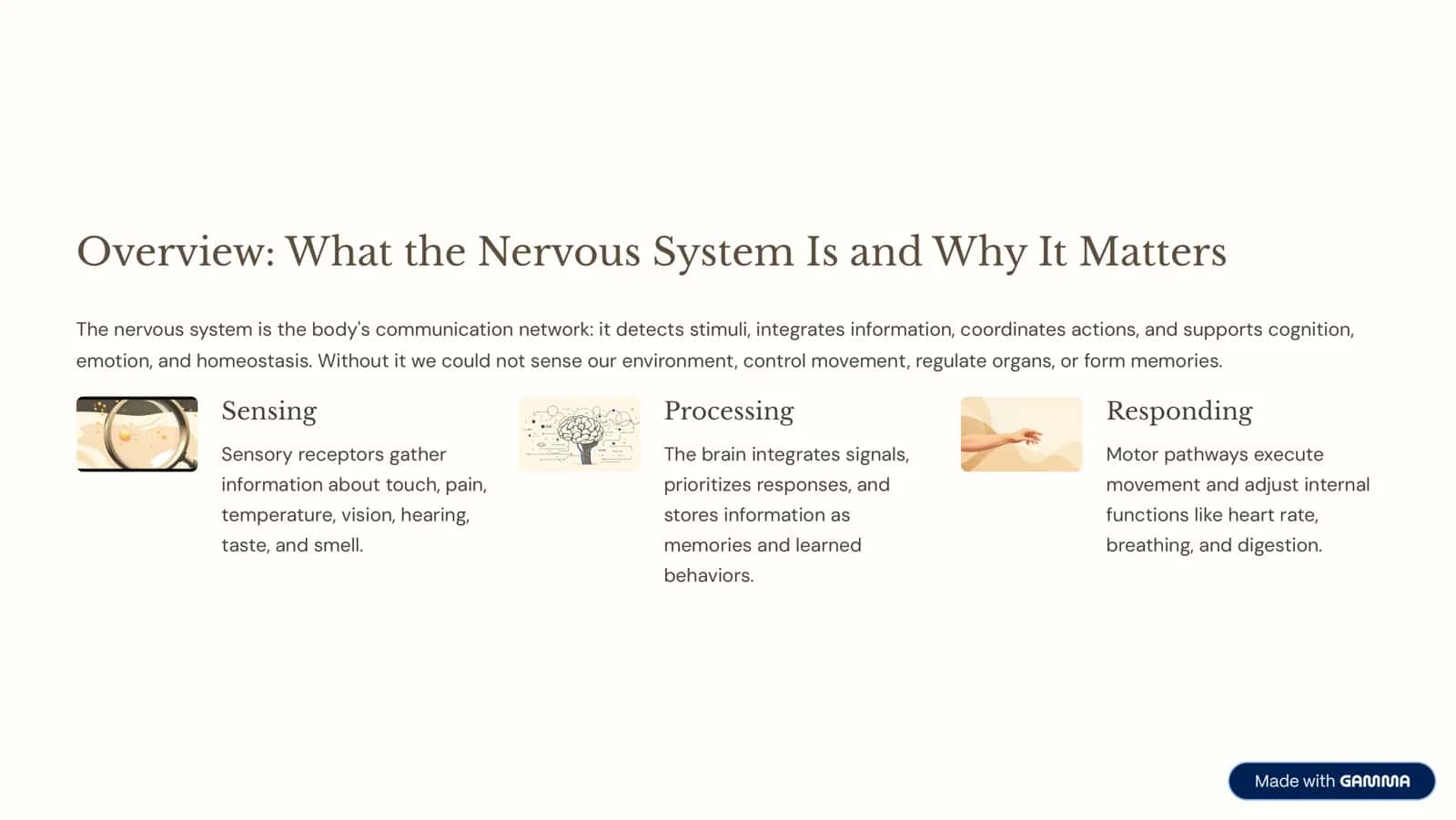 Anatomy of the Nervous System: A Journey to the Body's Control Center 2